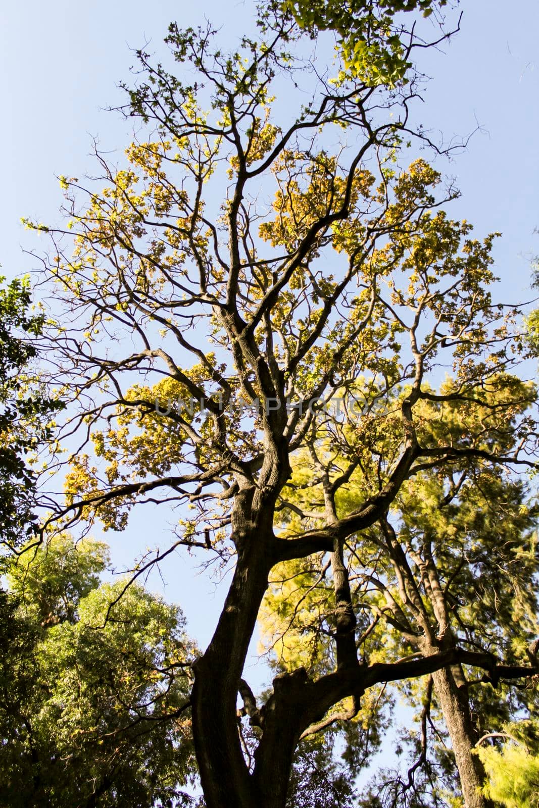 Majestic trees in the garden under the sun in Spain