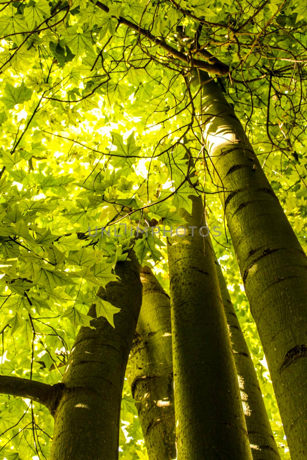 Majestic trees in the garden under the sun in Spain