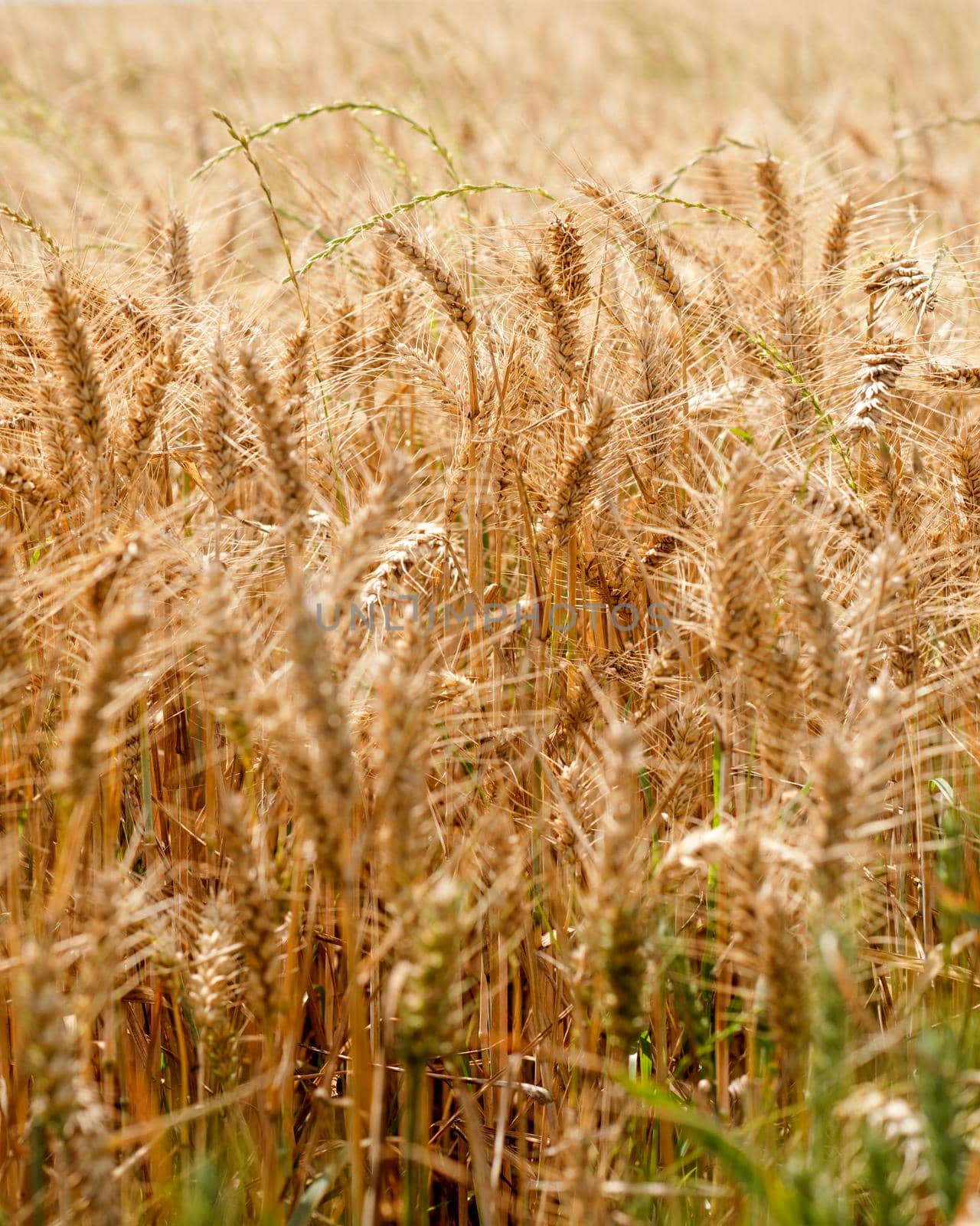 a golden wheat field in a summer day by Iryna_Melnyk