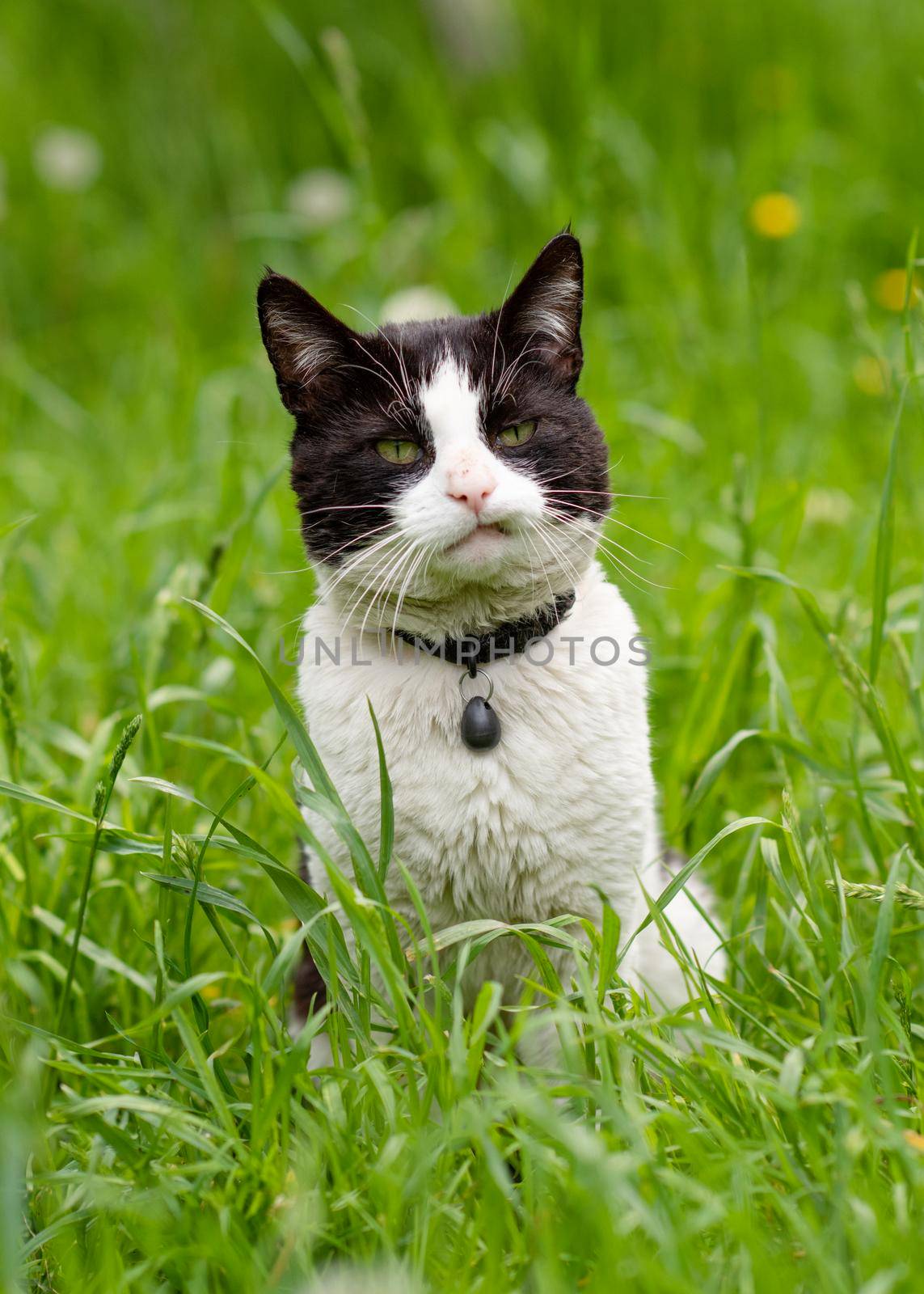 black and white cat on grass by Iryna_Melnyk