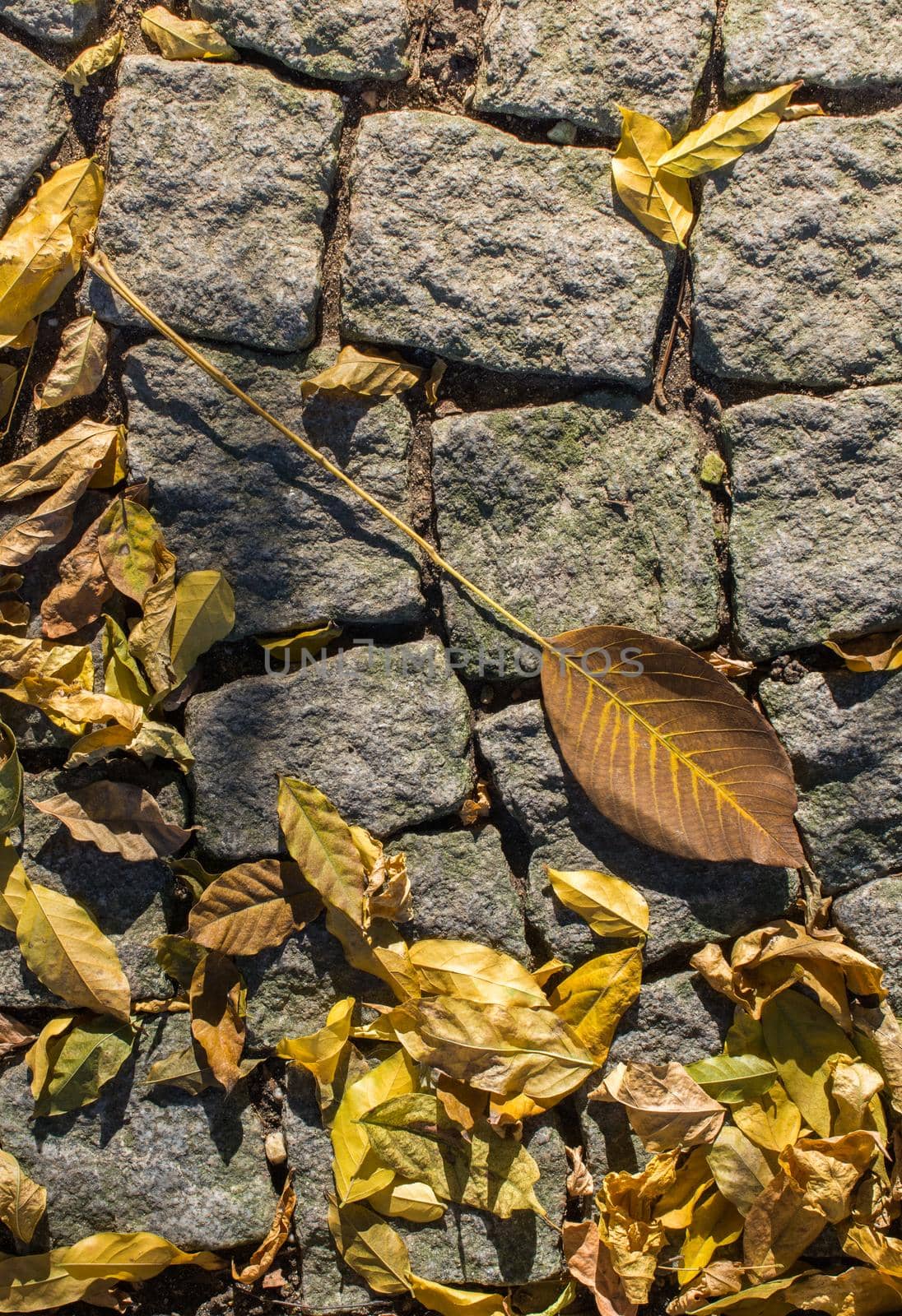 Autumn background with dry leaves  by berkay