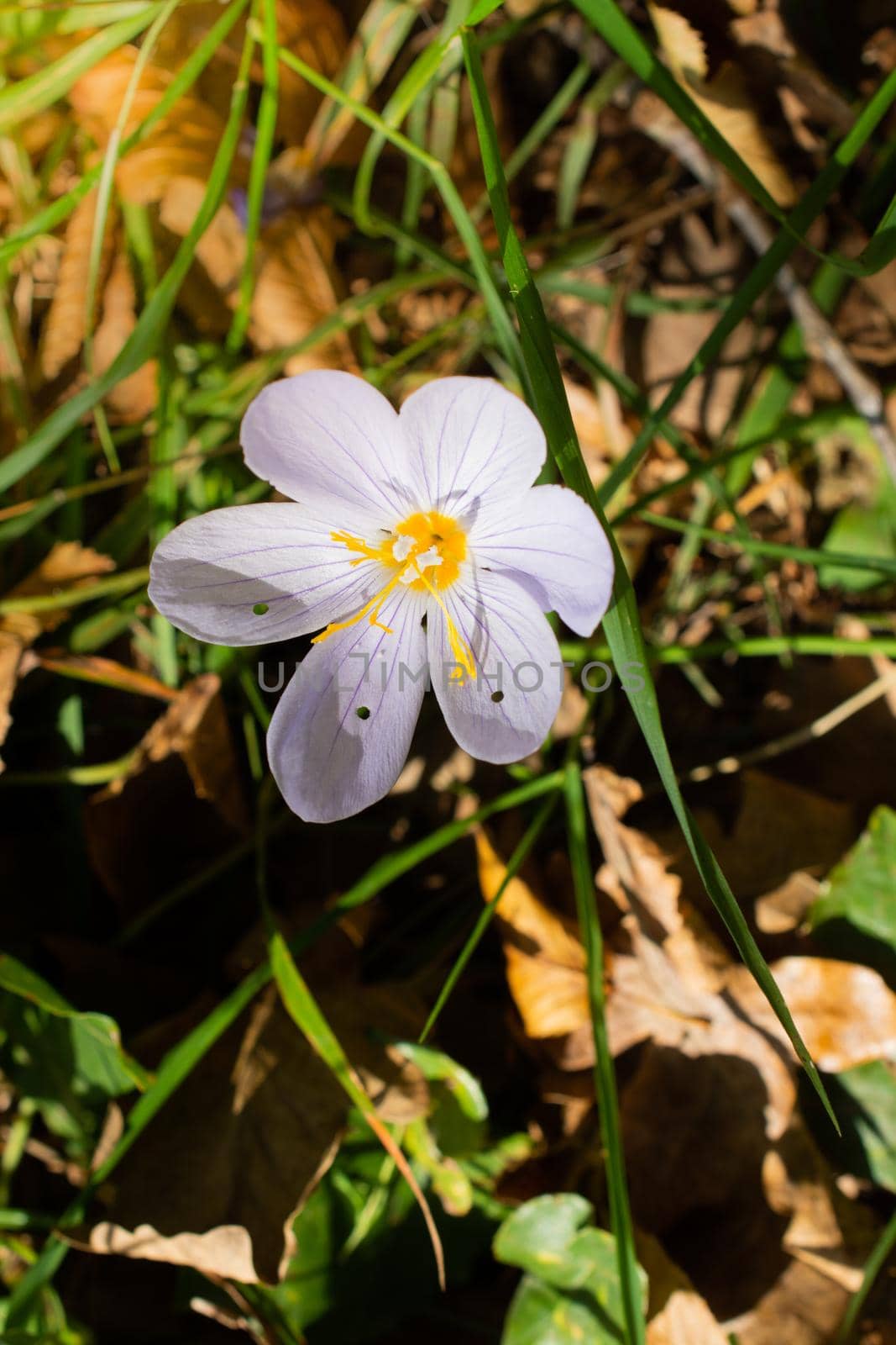 Blooming beautiful Liliaceae, lily Flowers  flowers in view