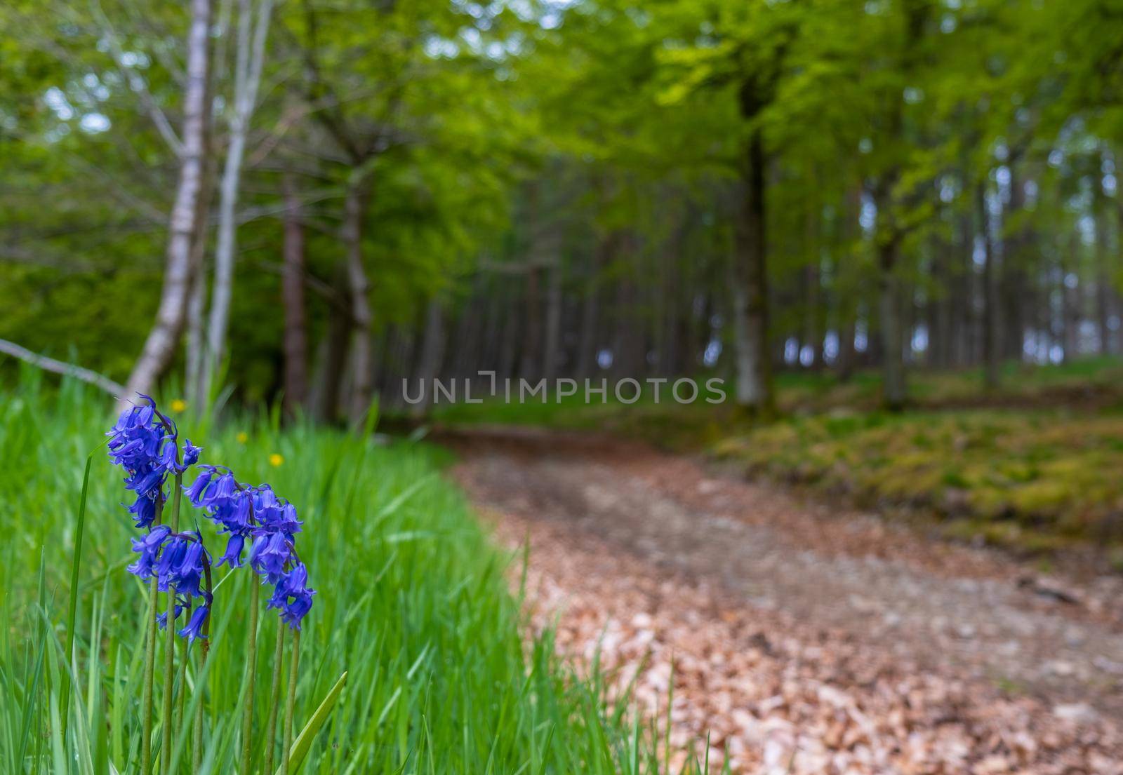 Tranquil Forest Scene Of Bluebell Flowers With A Trail Leading Off Into The Distance