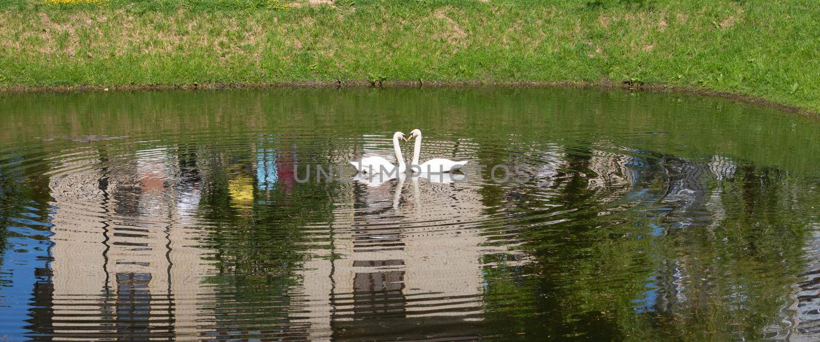 On the city pond, floating swans arched their necks in the shape of hearts.