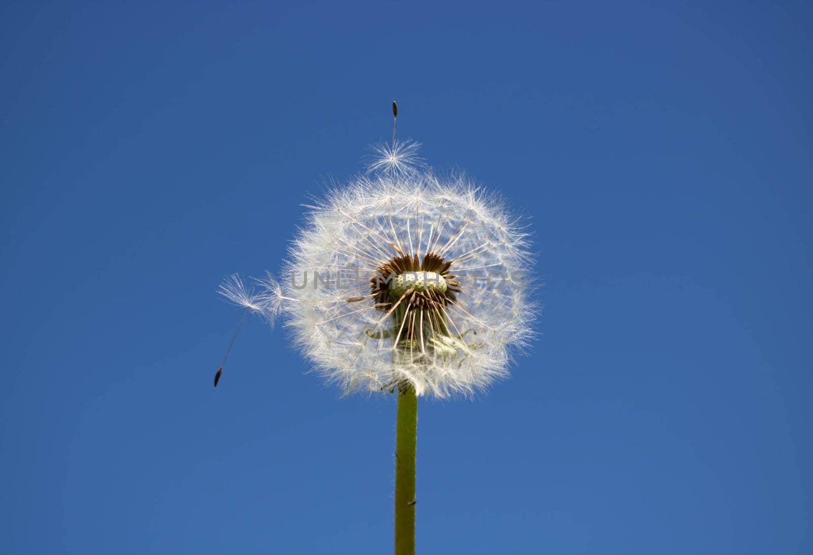 White fluffy dandelion with seeds, against a clear blue sky.