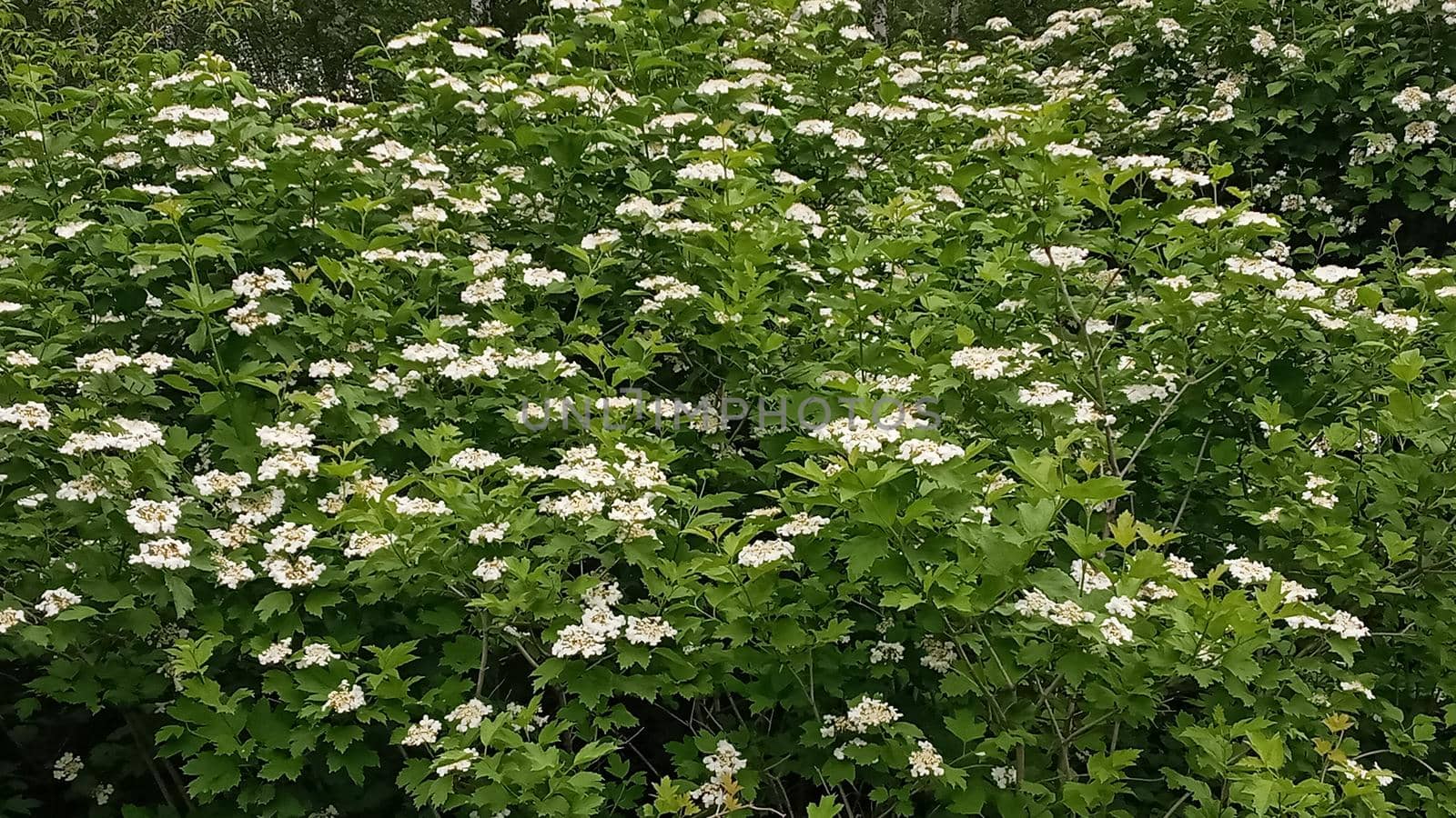 Kalina flowers. Viburnum opulus In Russia the Viburnum fruit is called kalina and is considered a national symbol. Kalina derived from kalit or raskalyat, which means to make red-hot.