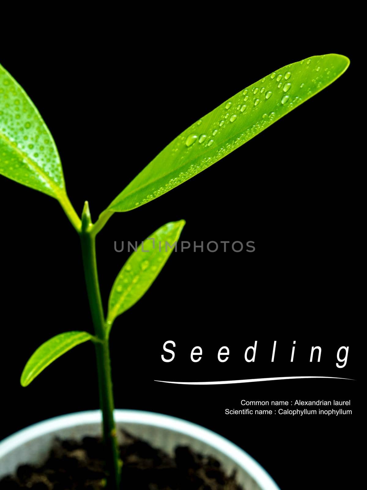 Bud leaves of young plant seeding in black background