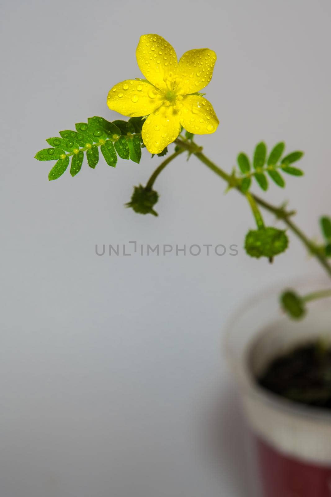 Yellow flower of small caltrops weed, isolated flower on gray background