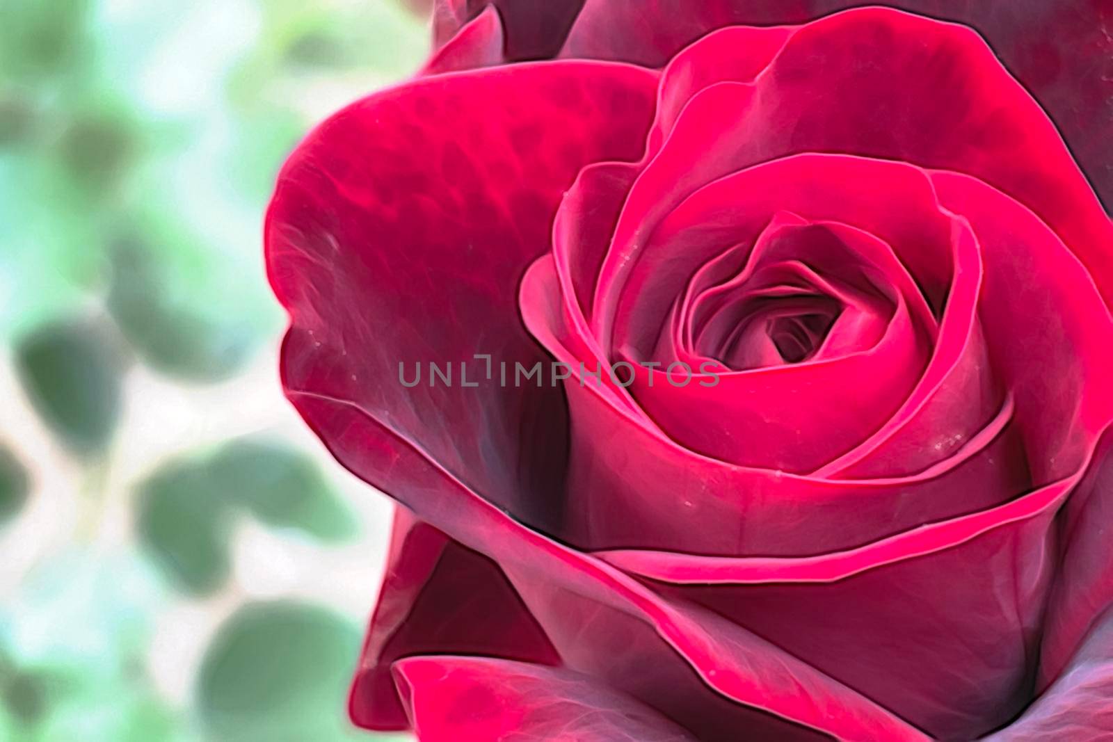 close up rose flower in nature