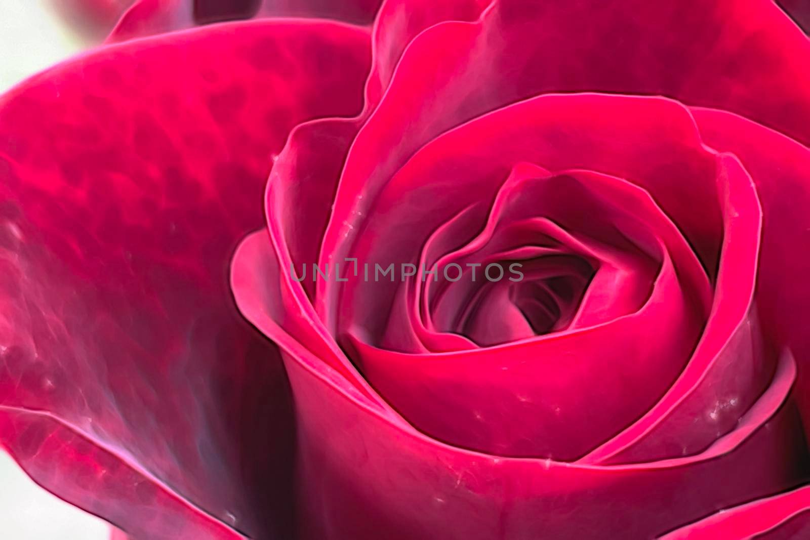 close up rose flower in nature