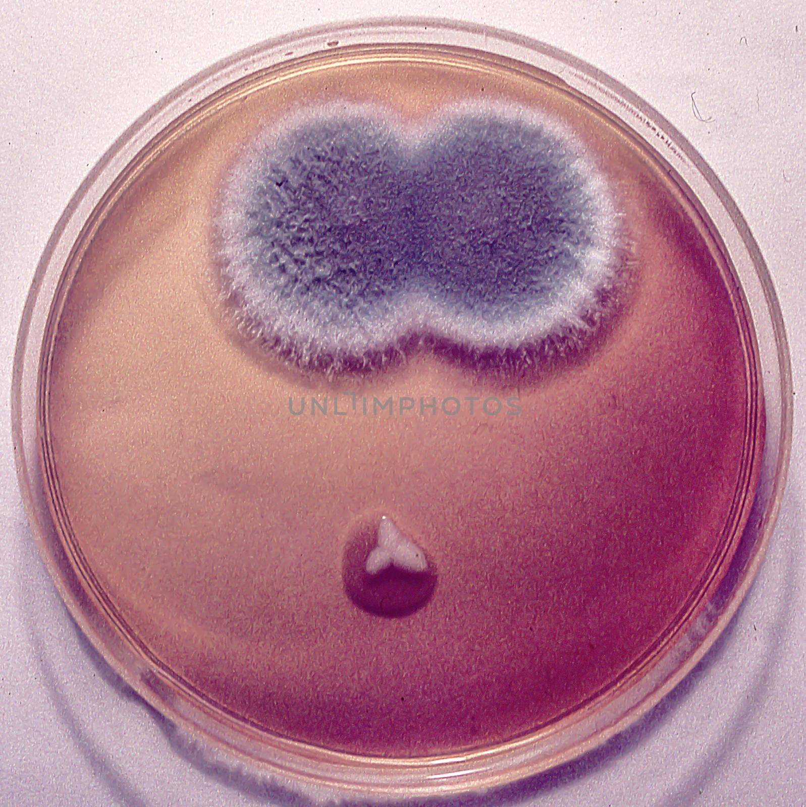 Petri dishes with culture medium and mold in the laboratory