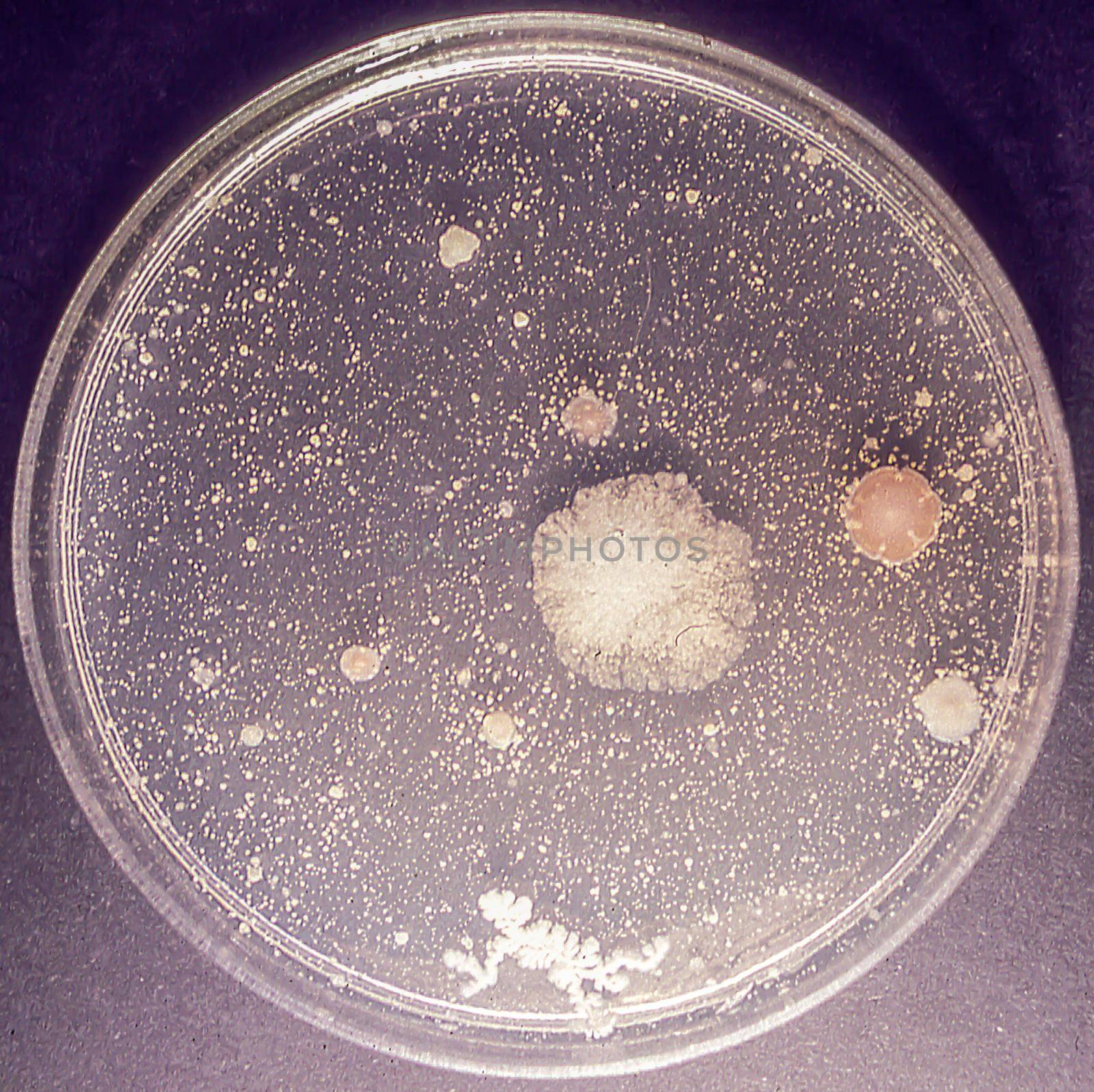 Petri dishes with culture medium and mold in the laboratory by Dr-Lange