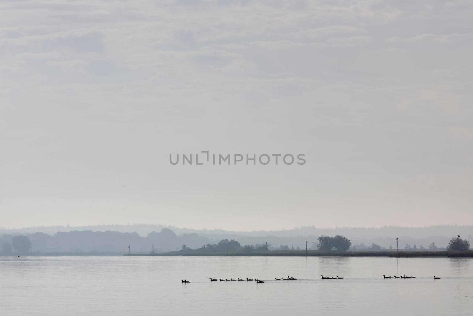 geese on river rhine near utrechtse heuvelrug in the netherlands on foggy morning in spring by ahavelaar