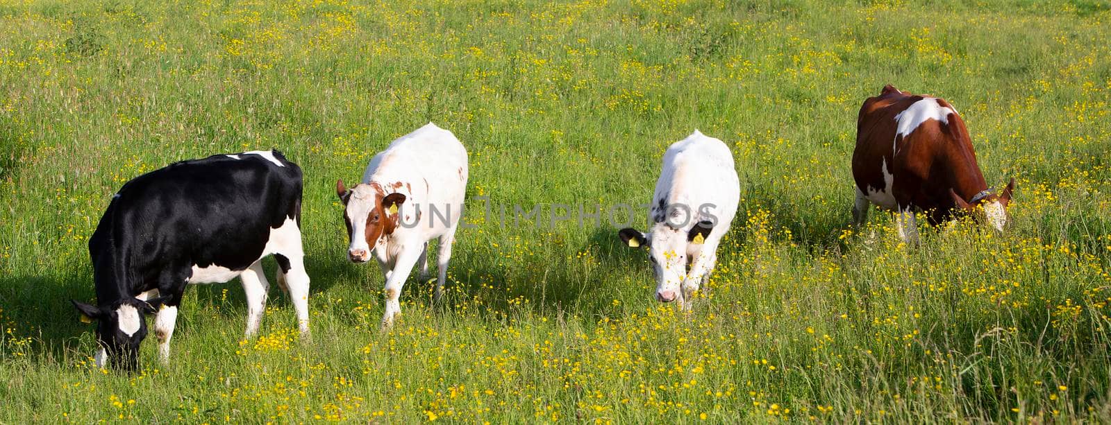 spotted cows in green grassy summer meadow with yellow flowers in the centre of the netherlands