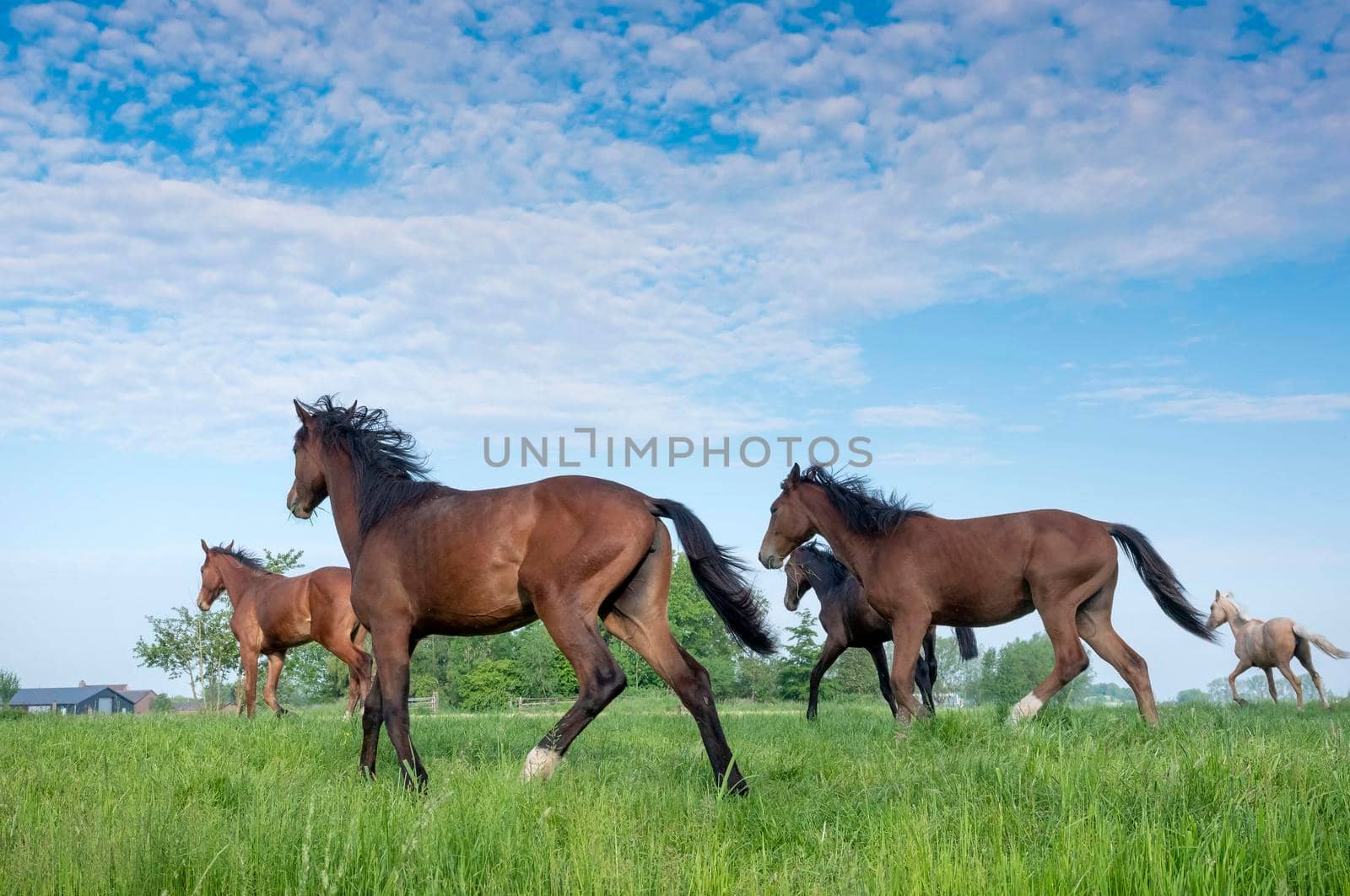 five young horses running in fresh green grass of meadow near utrecht in holland under blue sky in spring