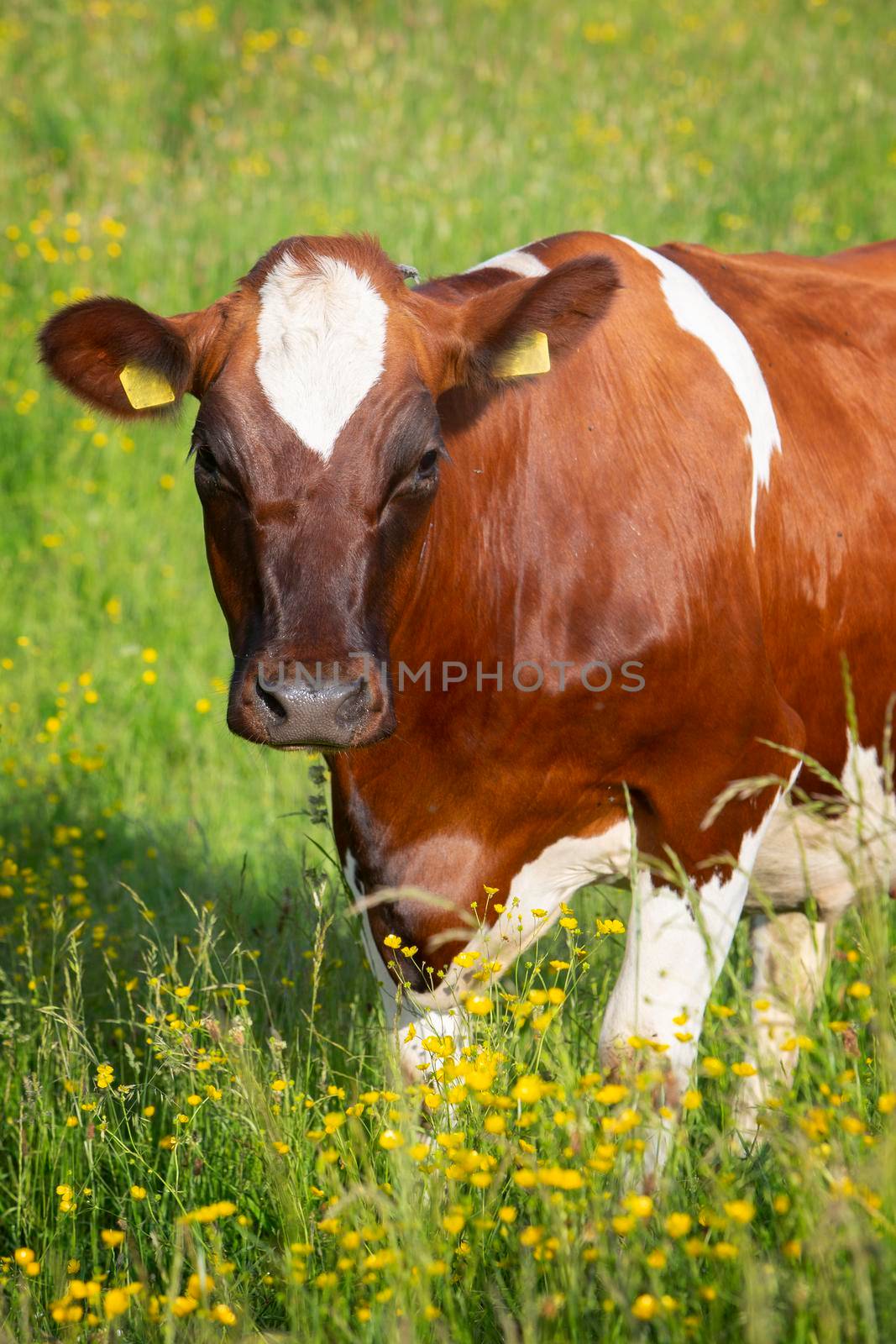 brown spotted cow in spring meadow with yellow flowers in the centre of the netherlands by ahavelaar