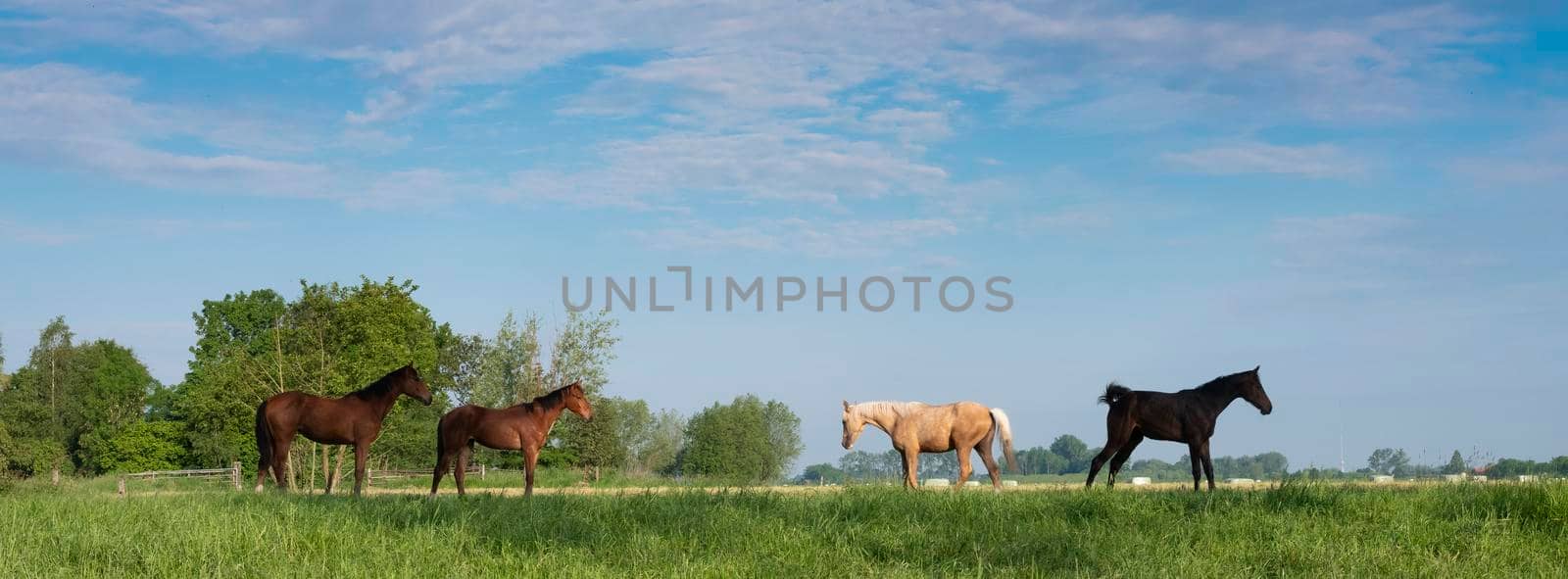 young horses in fresh green grass of meadow near utrecht in holland under blue sky in spring