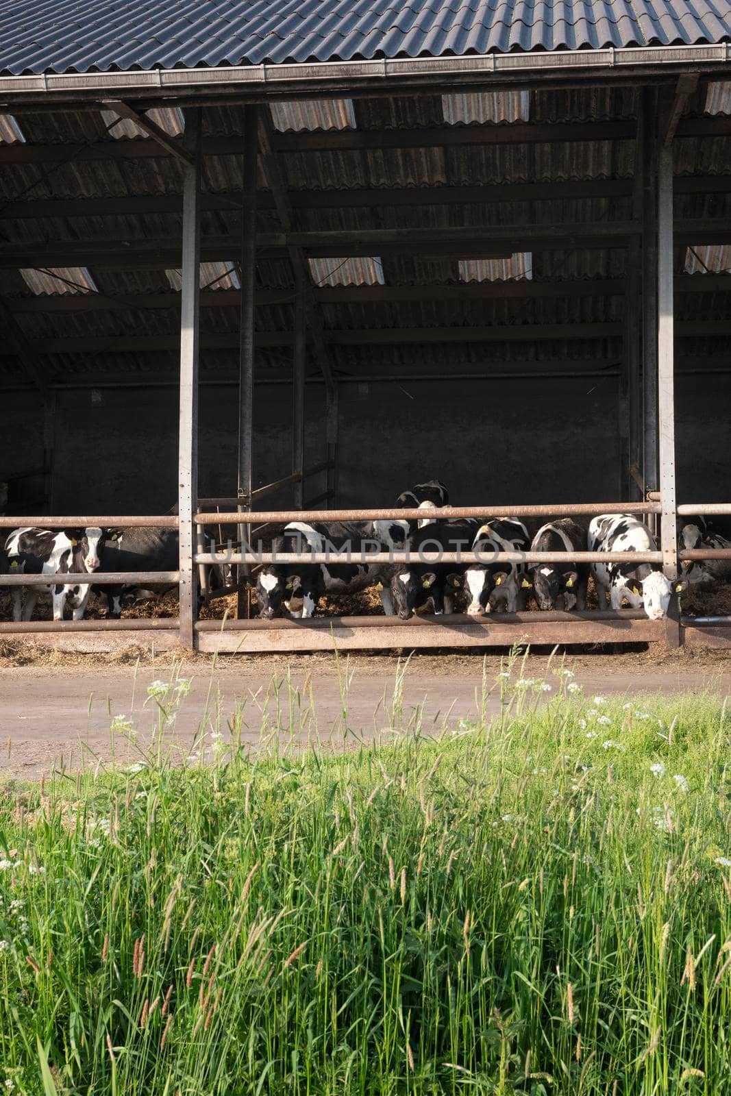 cows in half open barn behind spring flowers in grass in the netherlands near Houten and utrecht