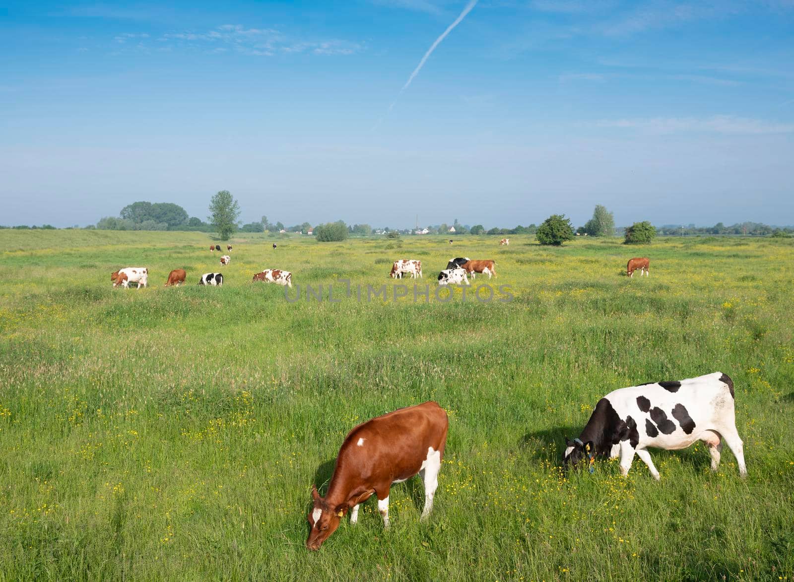 spotted cows in spring meadow with yellow flowers in the centre of the netherlands by ahavelaar