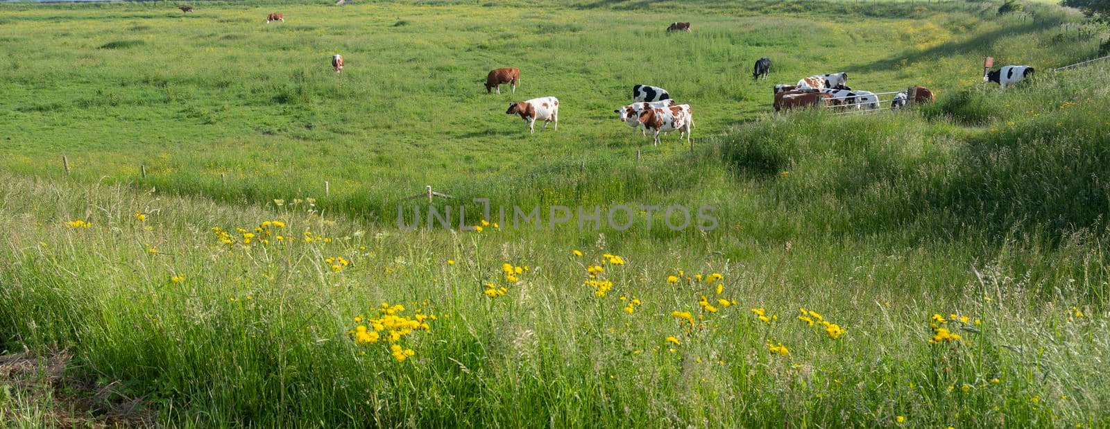 spotted cows in spring meadow with yellow flowers in the centre of the netherlands by ahavelaar