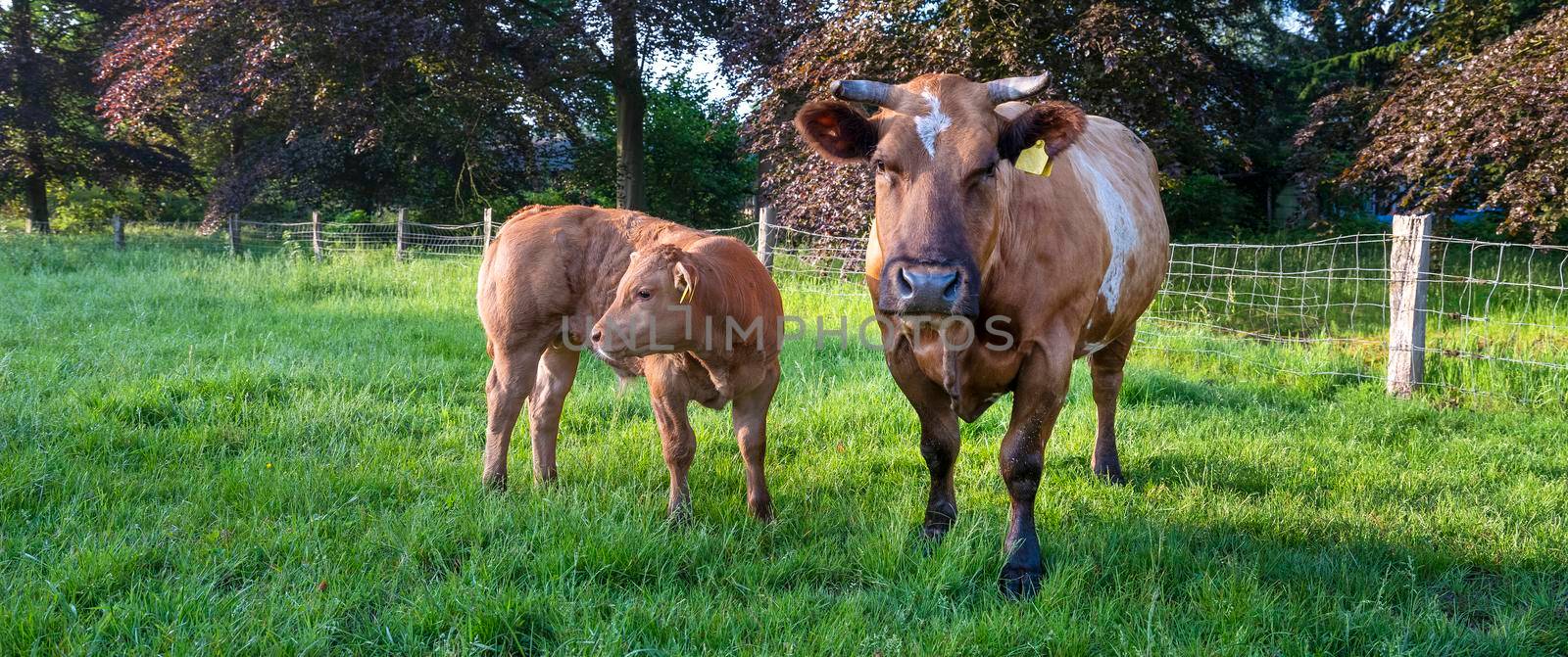 beef cow and brown calf together in green meadow near beech trees in the netherlands on utrechtse heuvelrug