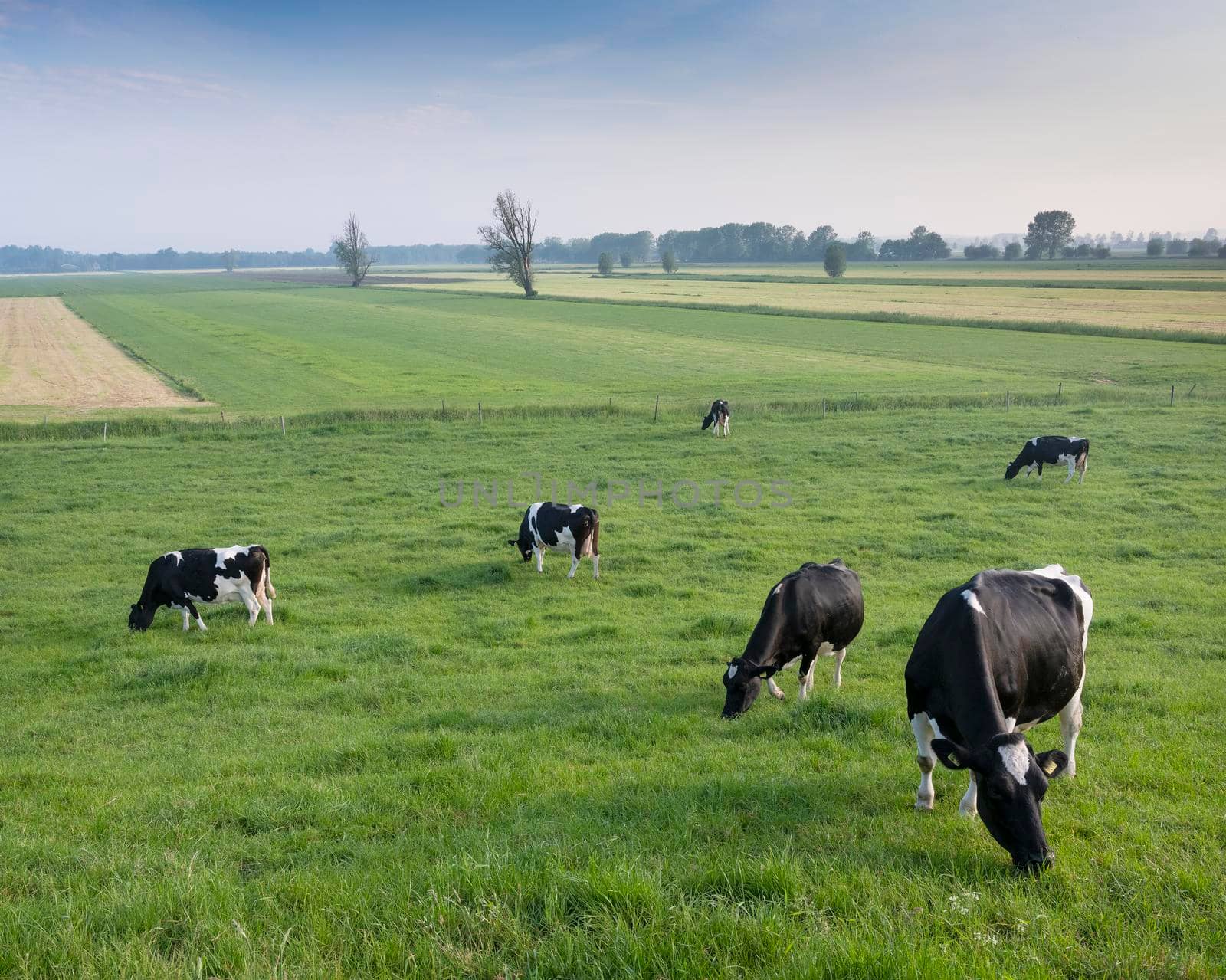 black and white spotted cows in green grassy meadow under blue sky seen from height of dike in holland between utrecht and arnhem near river rhine