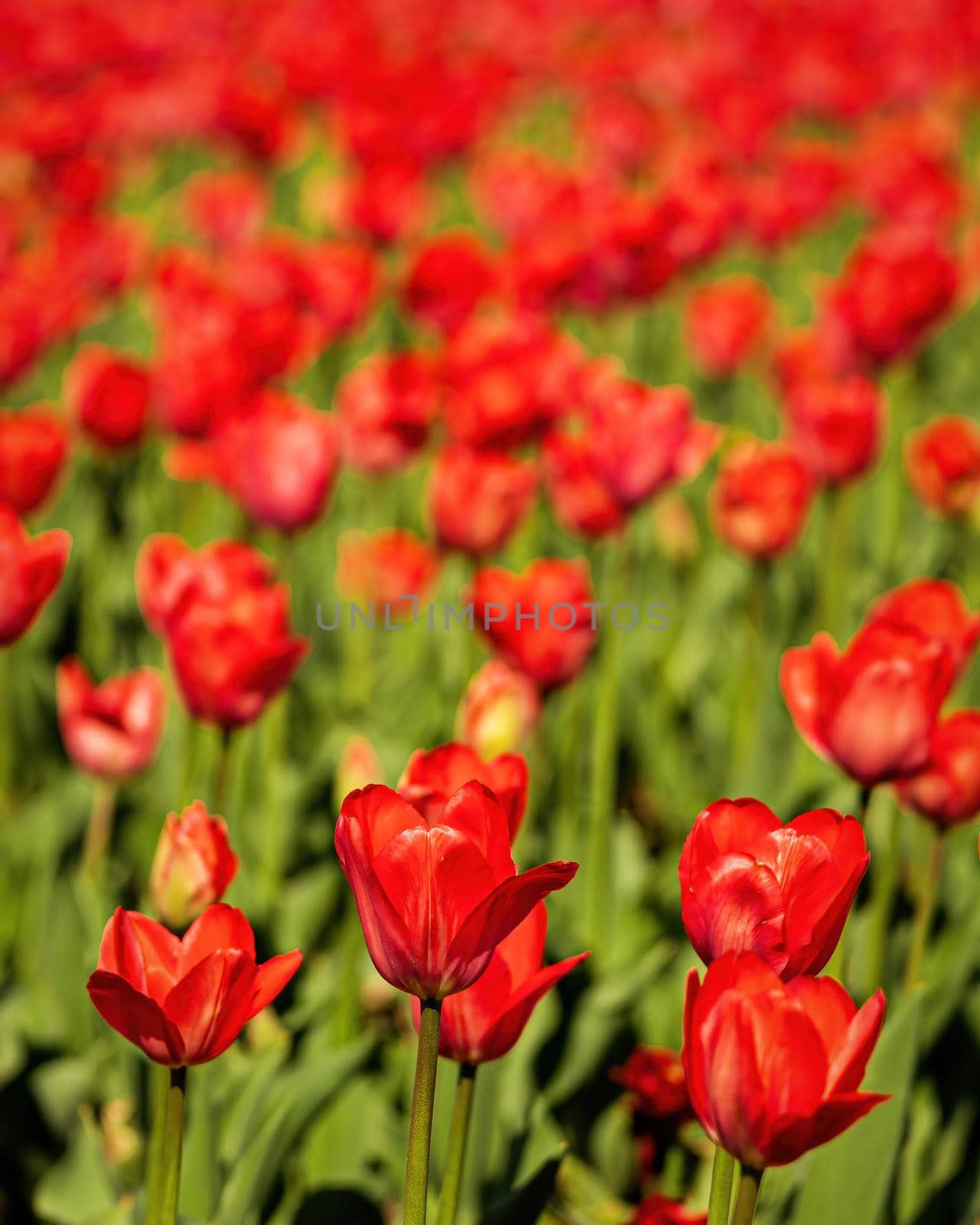 A field of red blooming tulips illuminated by sunlight.