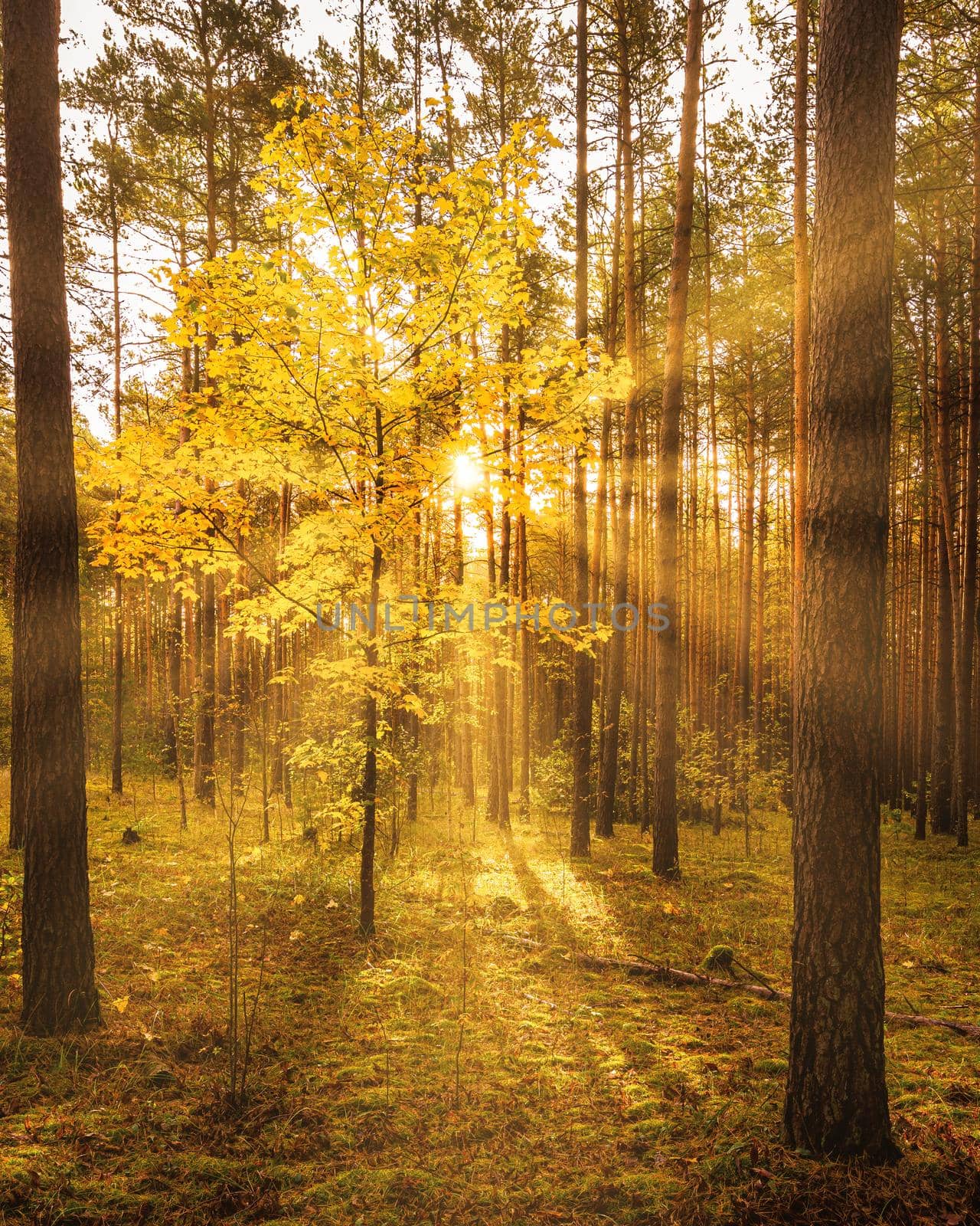 Maple with golden leaves in the autumn pine forest at sunset or sunrise. Sunbeams shining between tree trunks.