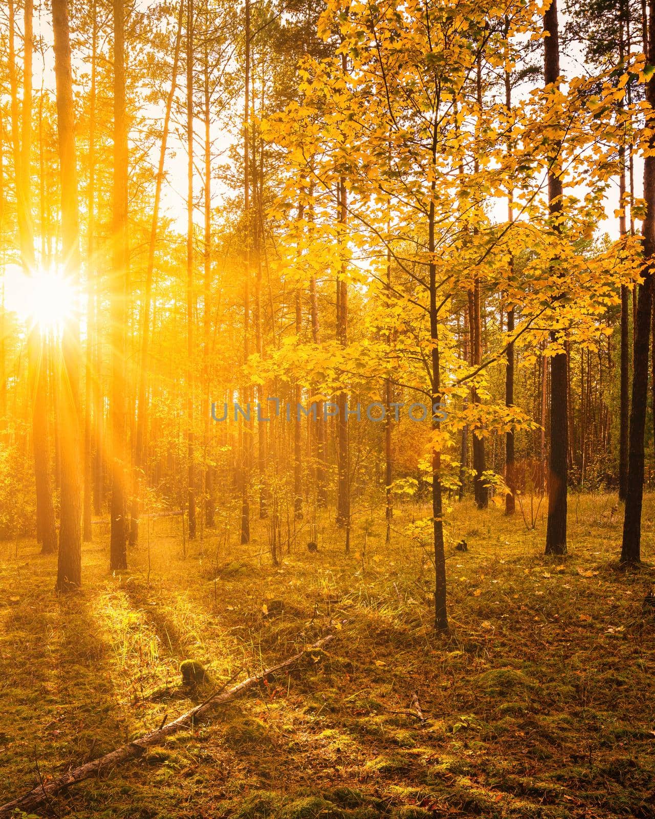 Maple with golden leaves in the autumn pine forest at sunset or sunrise. Sunbeams shining between tree trunks.