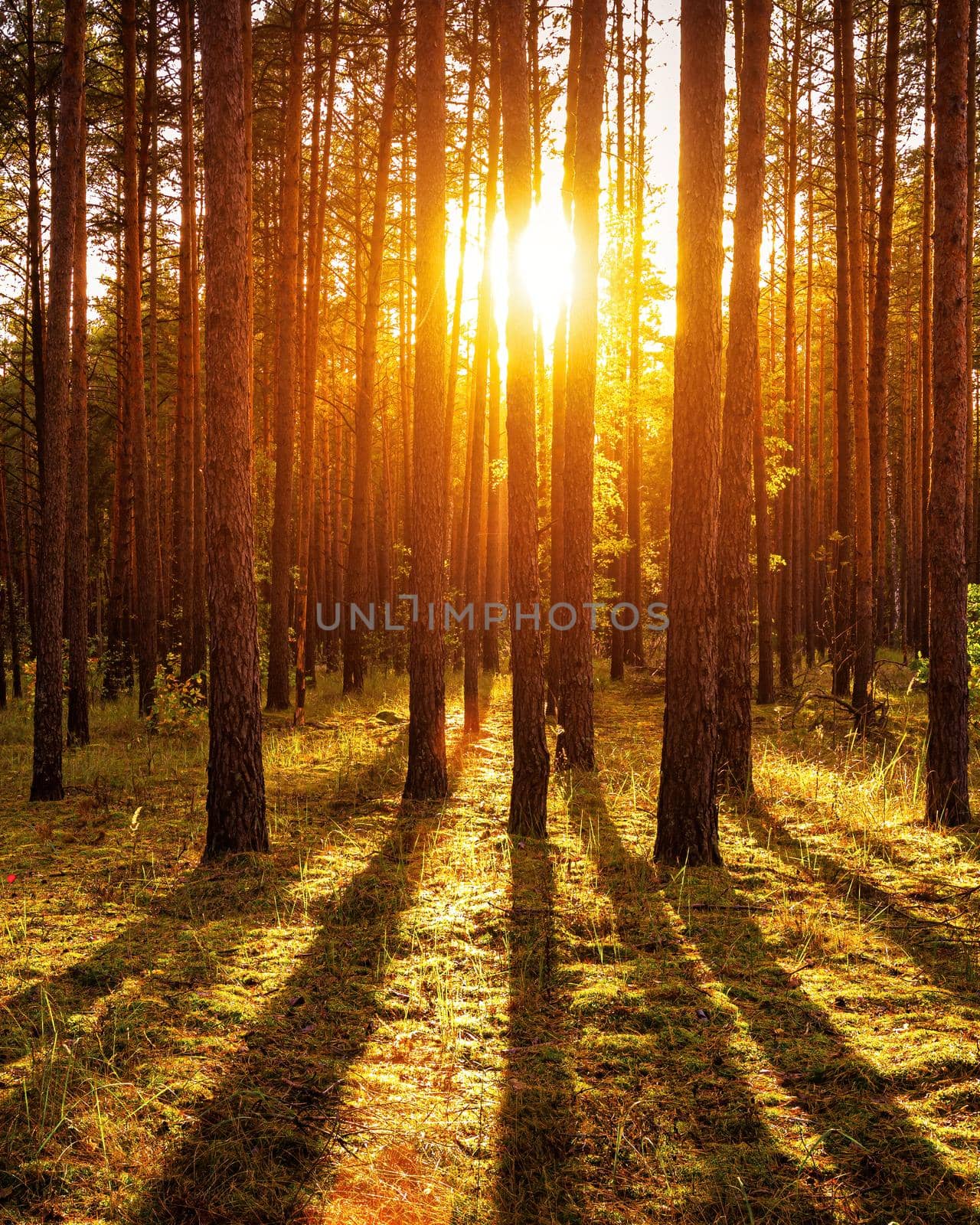 Sunset or sunrise in the autumn pine forest. Sunbeams shining between tree trunks.