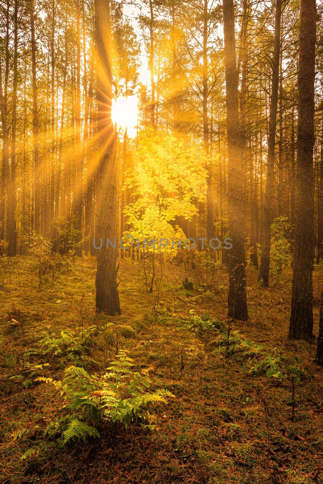 Maple with golden leaves in the autumn pine forest at sunset or sunrise. Sunbeams shining between tree trunks.