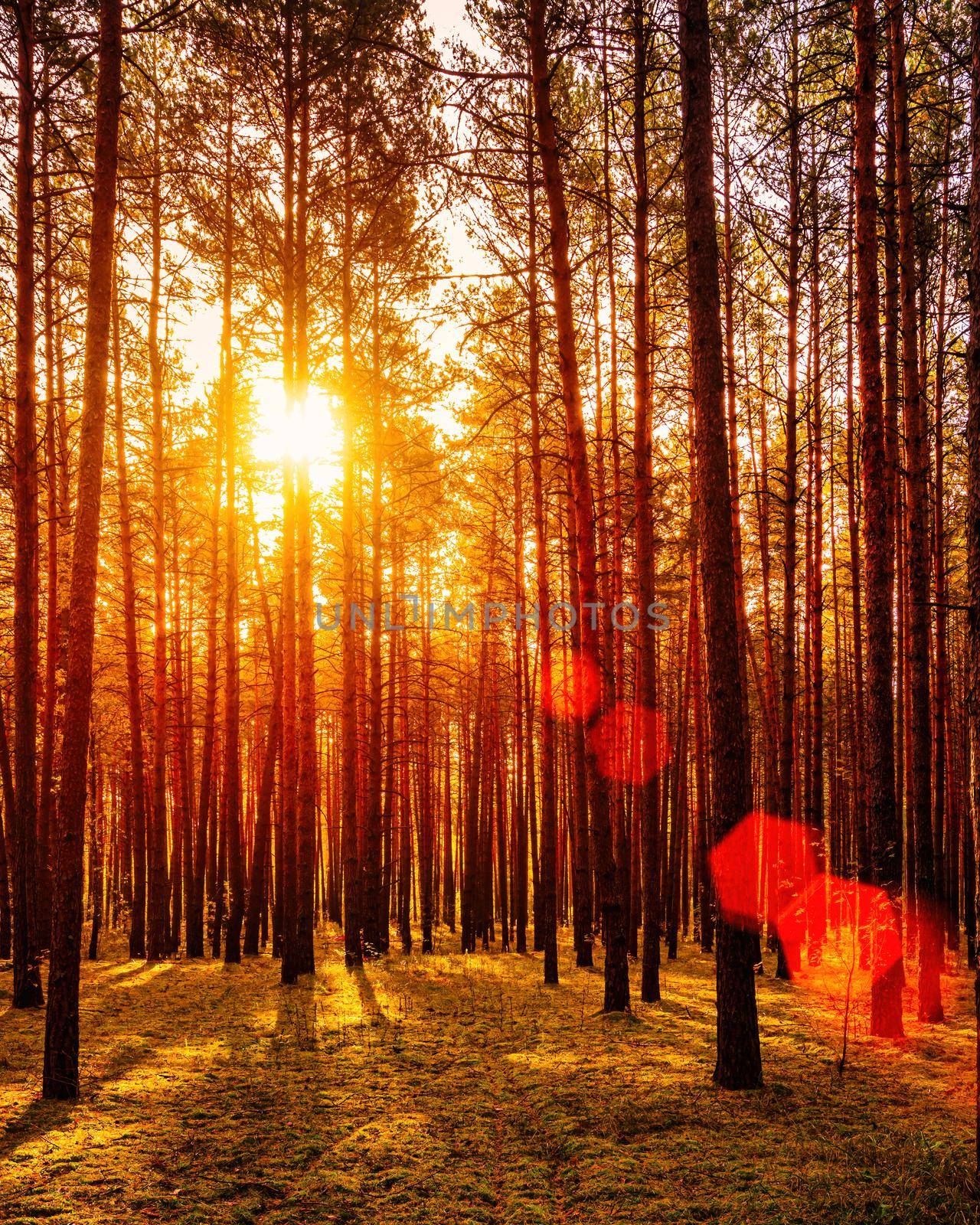 Sunset or sunrise in the autumn pine forest. Sunbeams shining between tree trunks.