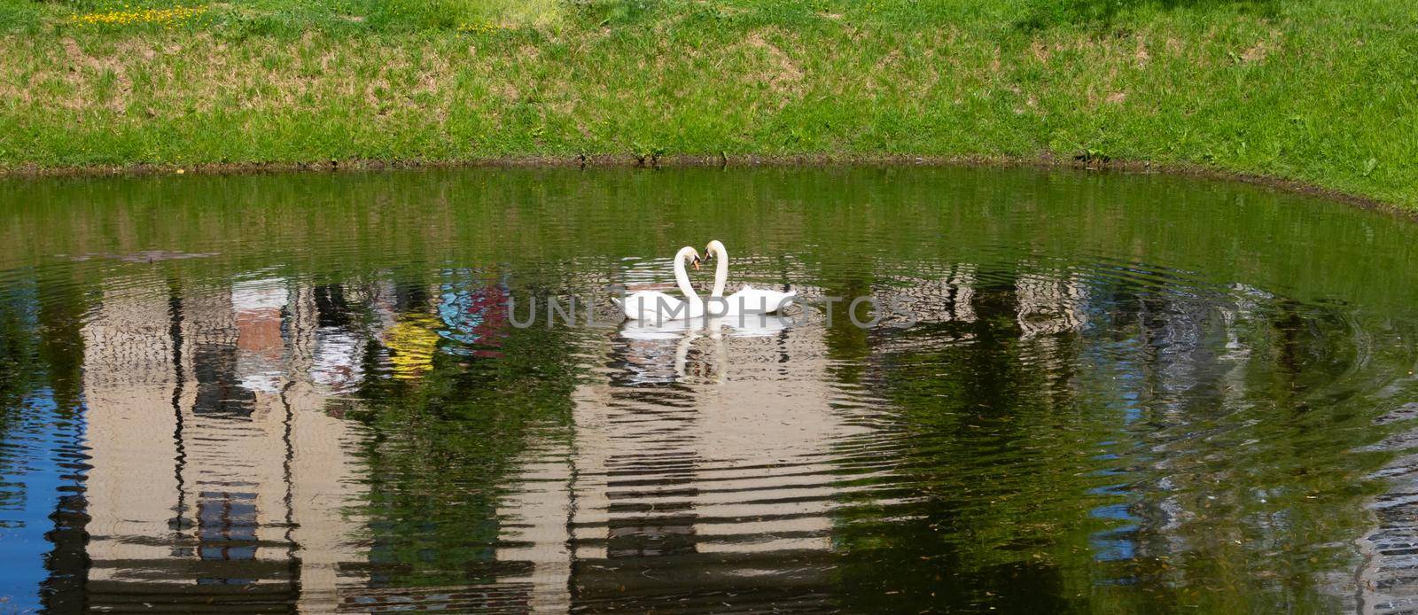 In the park on the city pond, floating swans arched their necks in the shape of hearts.