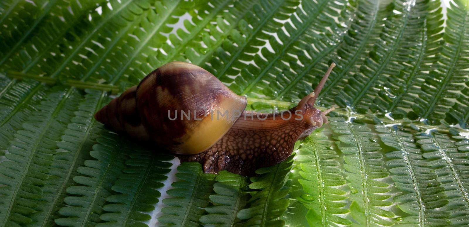 Achatina fulica, a giant snail crawling on a green fern leaf by lapushka62