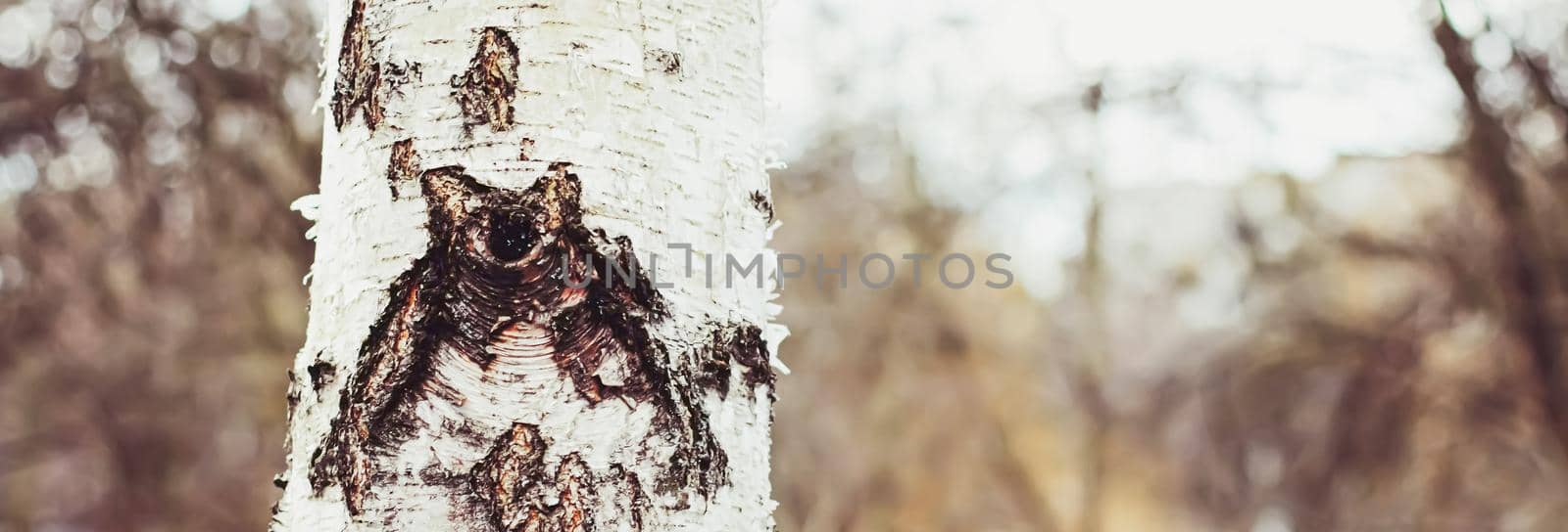 Natural wood, birch tree texture as wooden background, environment and nature by Anneleven
