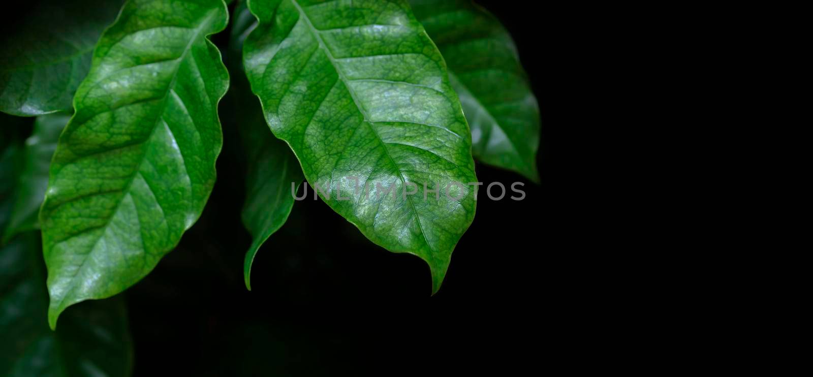 Arabica coffee leaves on black background with copy space by Myimagine