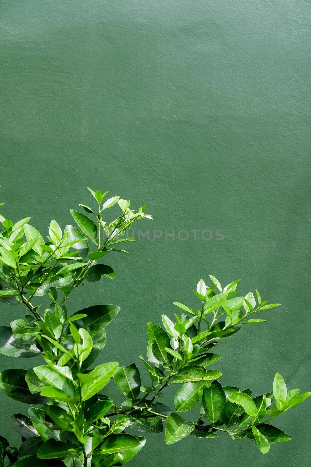 close up image of Lemon tree by ponsulak