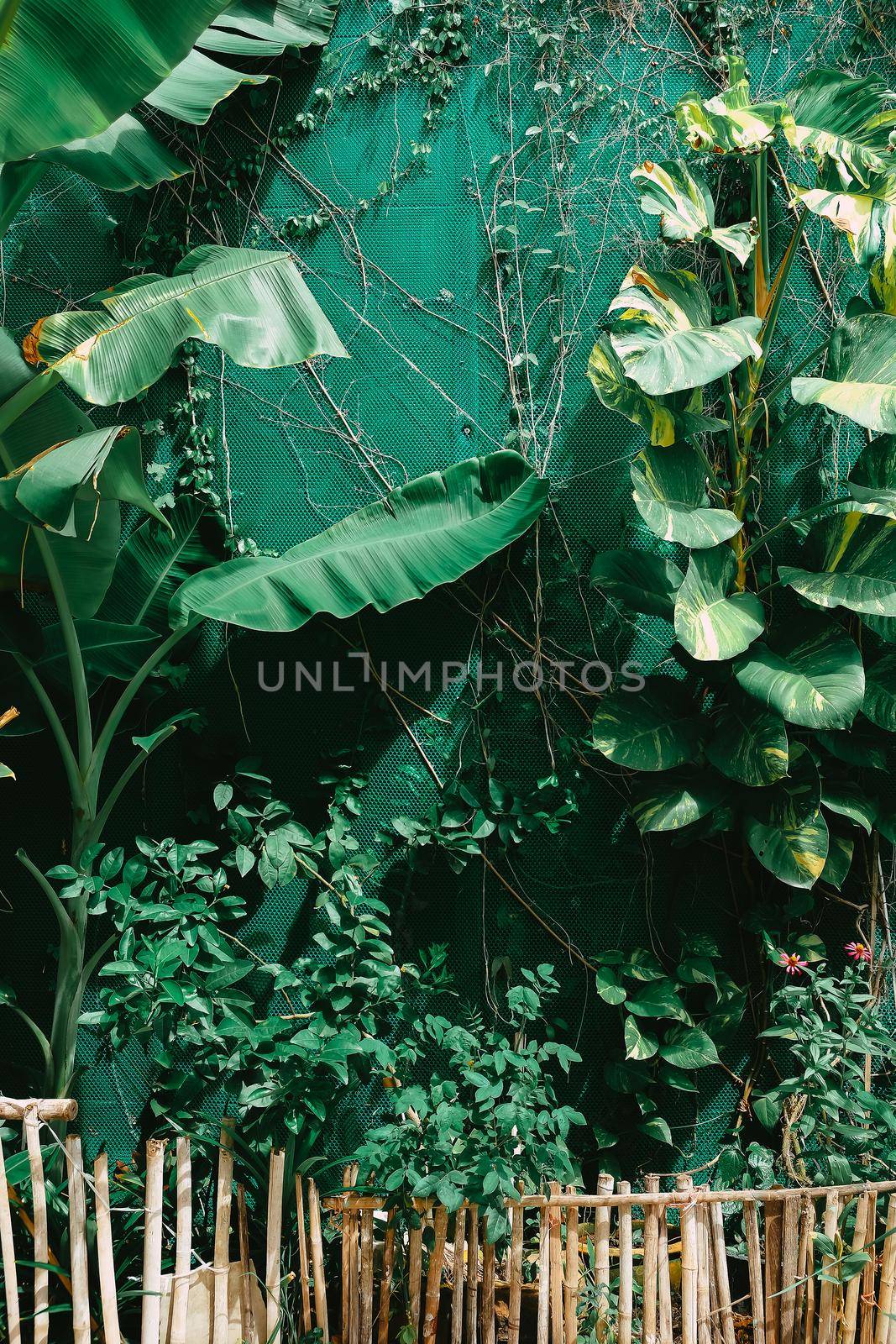 Vertical garden with tropical green leaf. Nature background