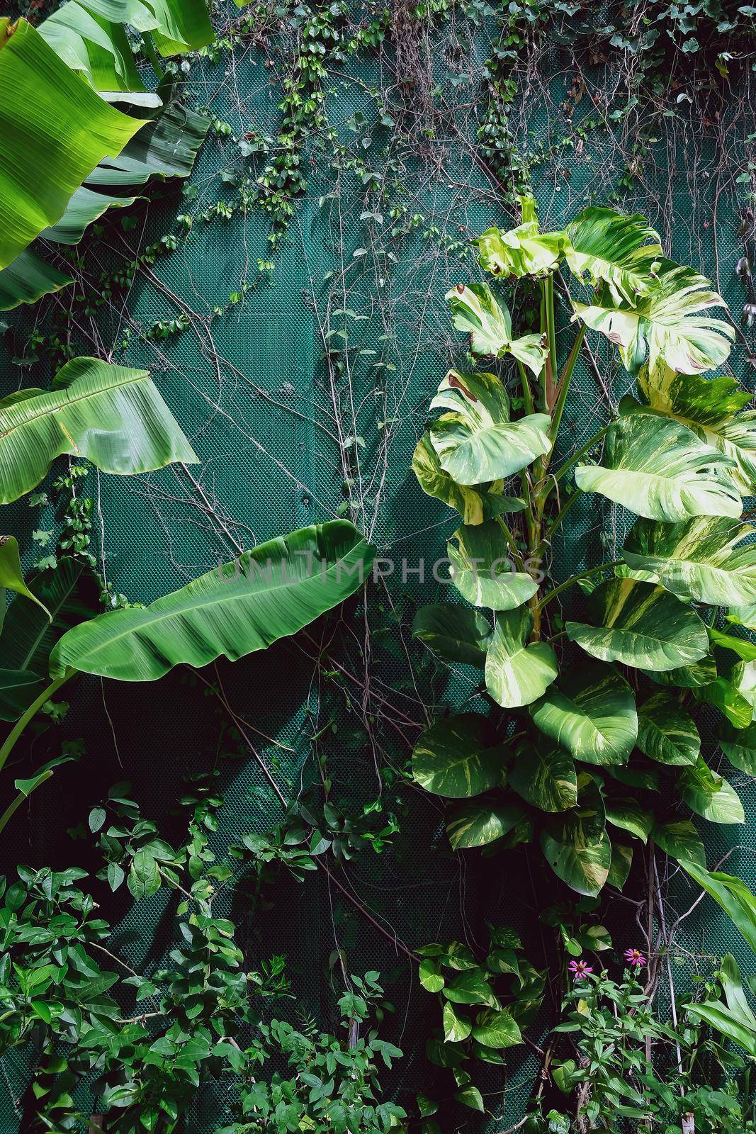 Vertical garden with tropical green leaf. Nature background