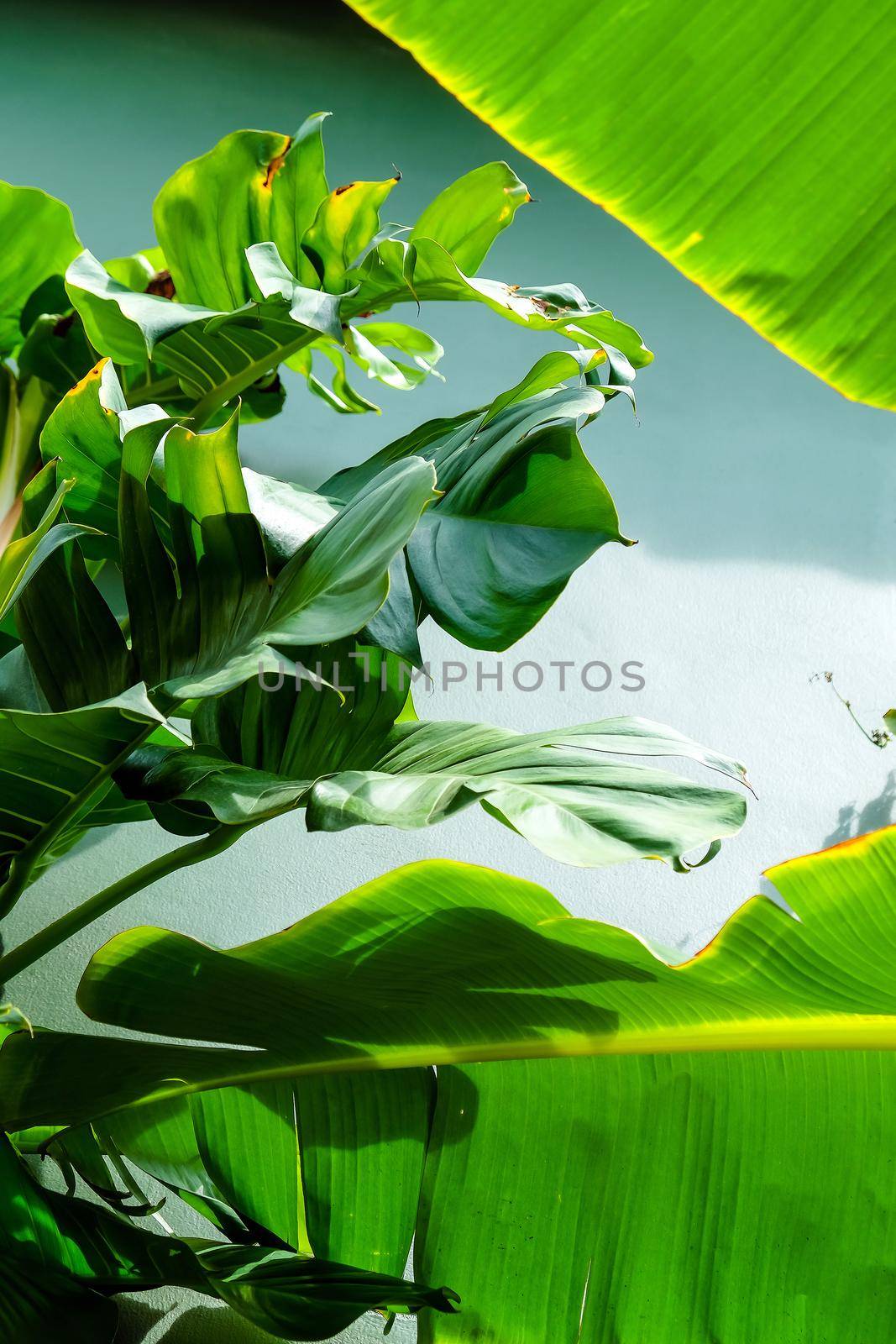 Closeup image of green banana tree leaves outdoors
