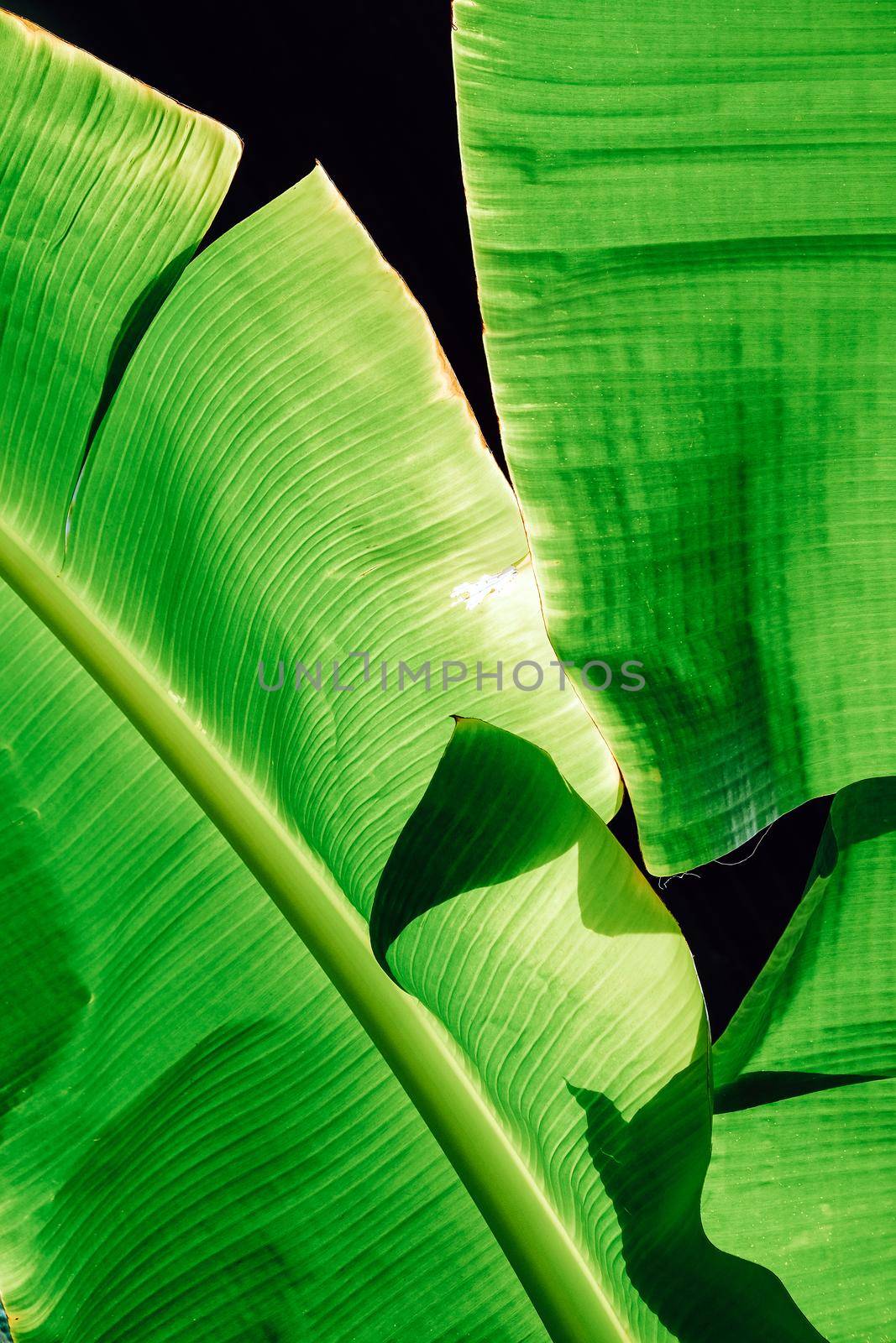 Closeup image of green banana tree leaves outdoors