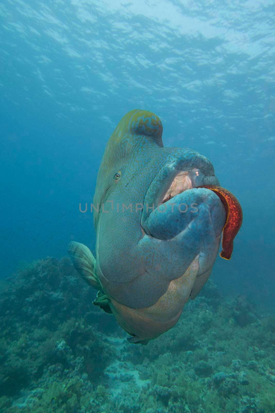 Closeup of large napoleon wrasse fish cheilinus undulatus feeding on giant moray eel while swimming underwater on tropical coral reef
