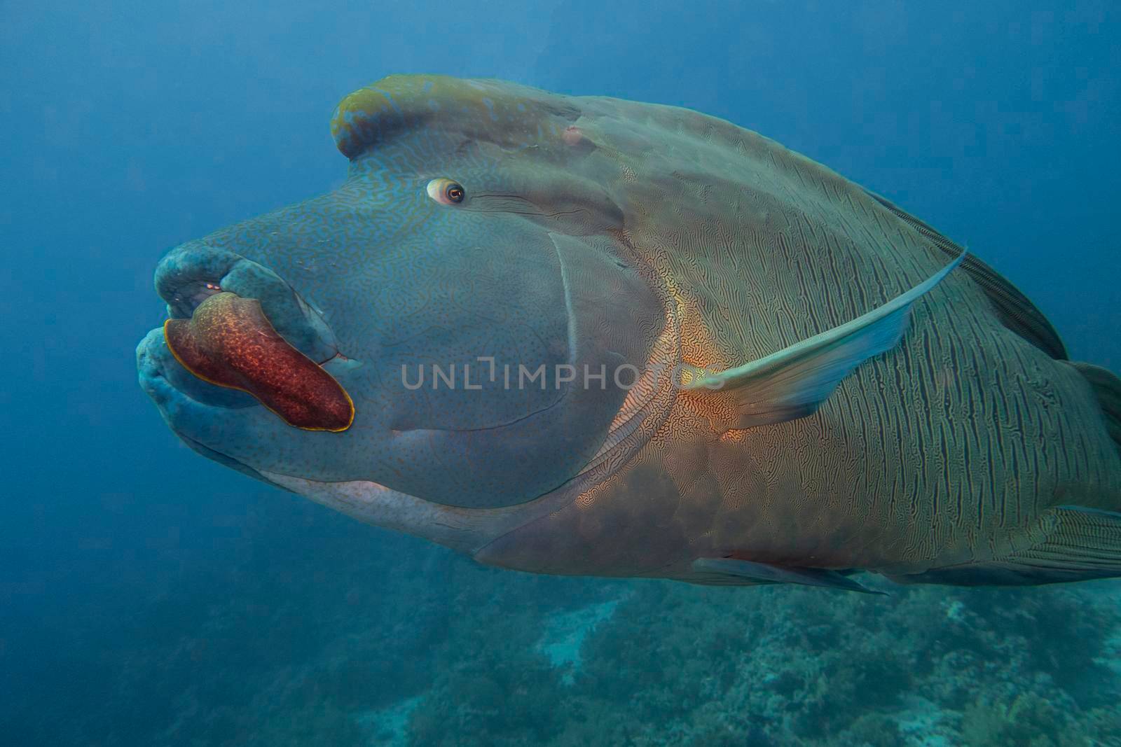 Closeup of large napoleon wrasse fish cheilinus undulatus feeding on giant moray eel while swimming underwater on tropical coral reef