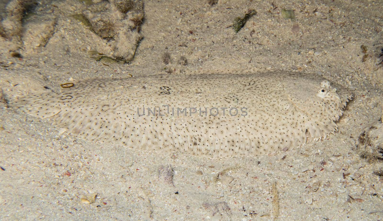 Closeup of moses sole pardachirus marmoratus flatfish camouflaged while swimming on sandy seabed bottom