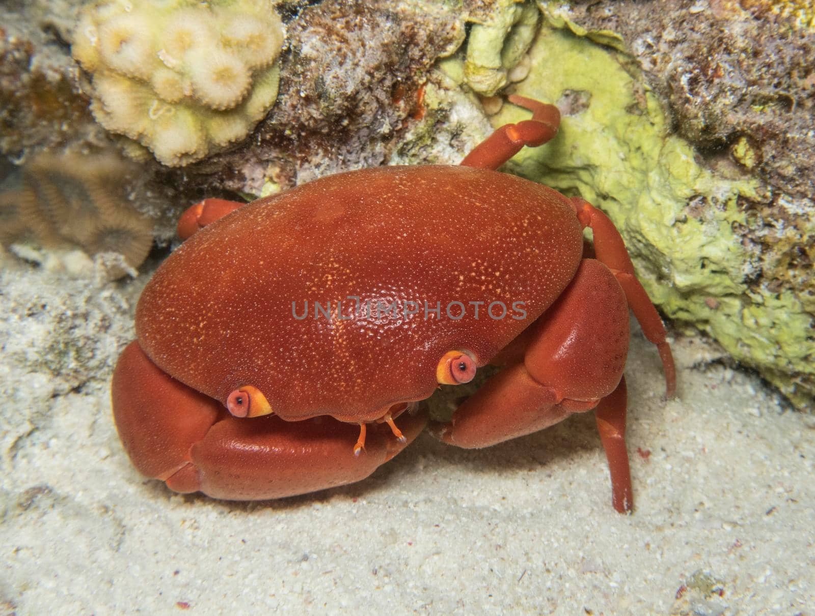 Closeup of variable coral crab carpillus convexus on seabed next to tropical coral reef