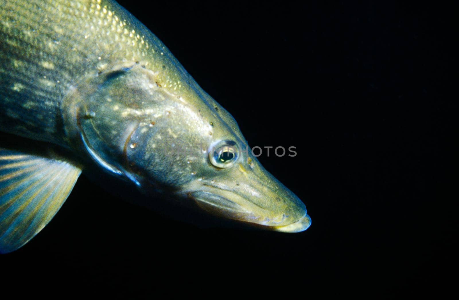 closeup of the head of a pike underwater against a black background
