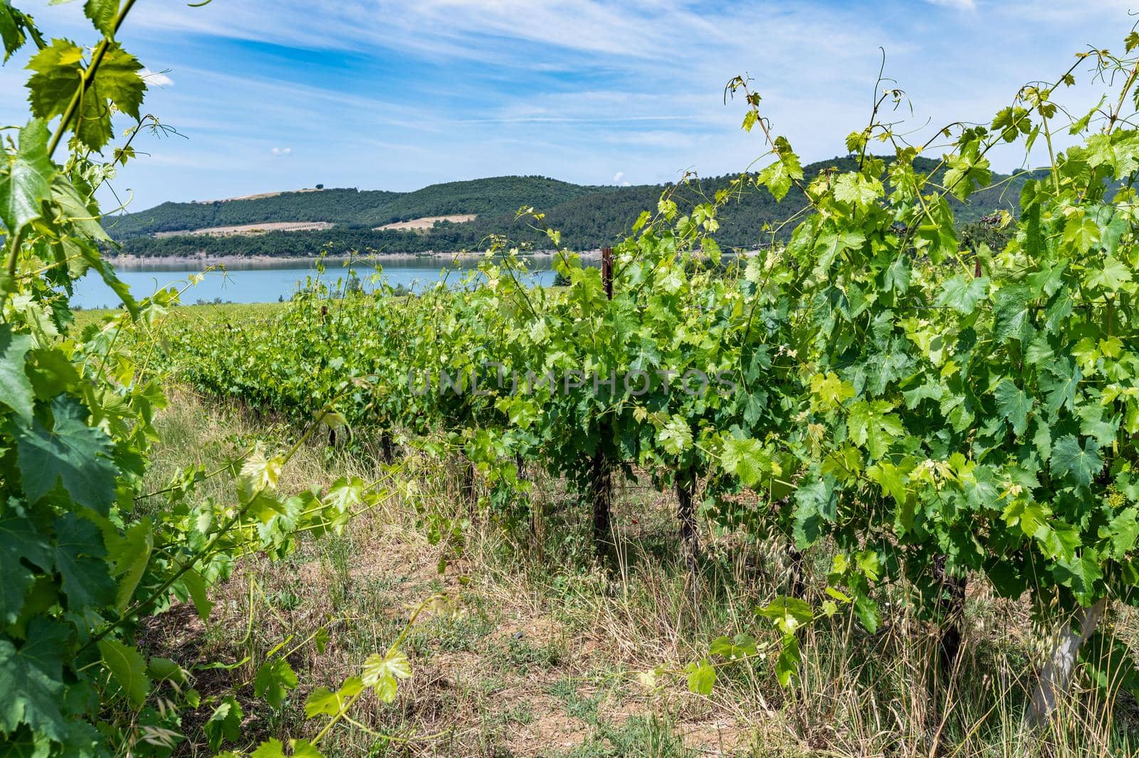 vineyard by the lake for the production of grapes by carfedeph