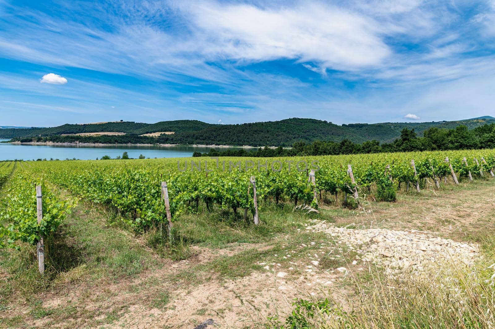 vineyard by the lake for the production of grapes by carfedeph