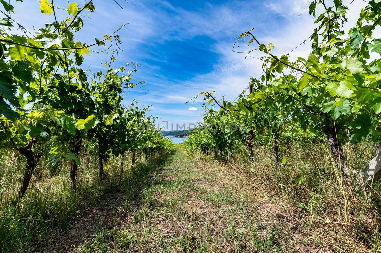 vineyard by the lake for the production of grapes by carfedeph