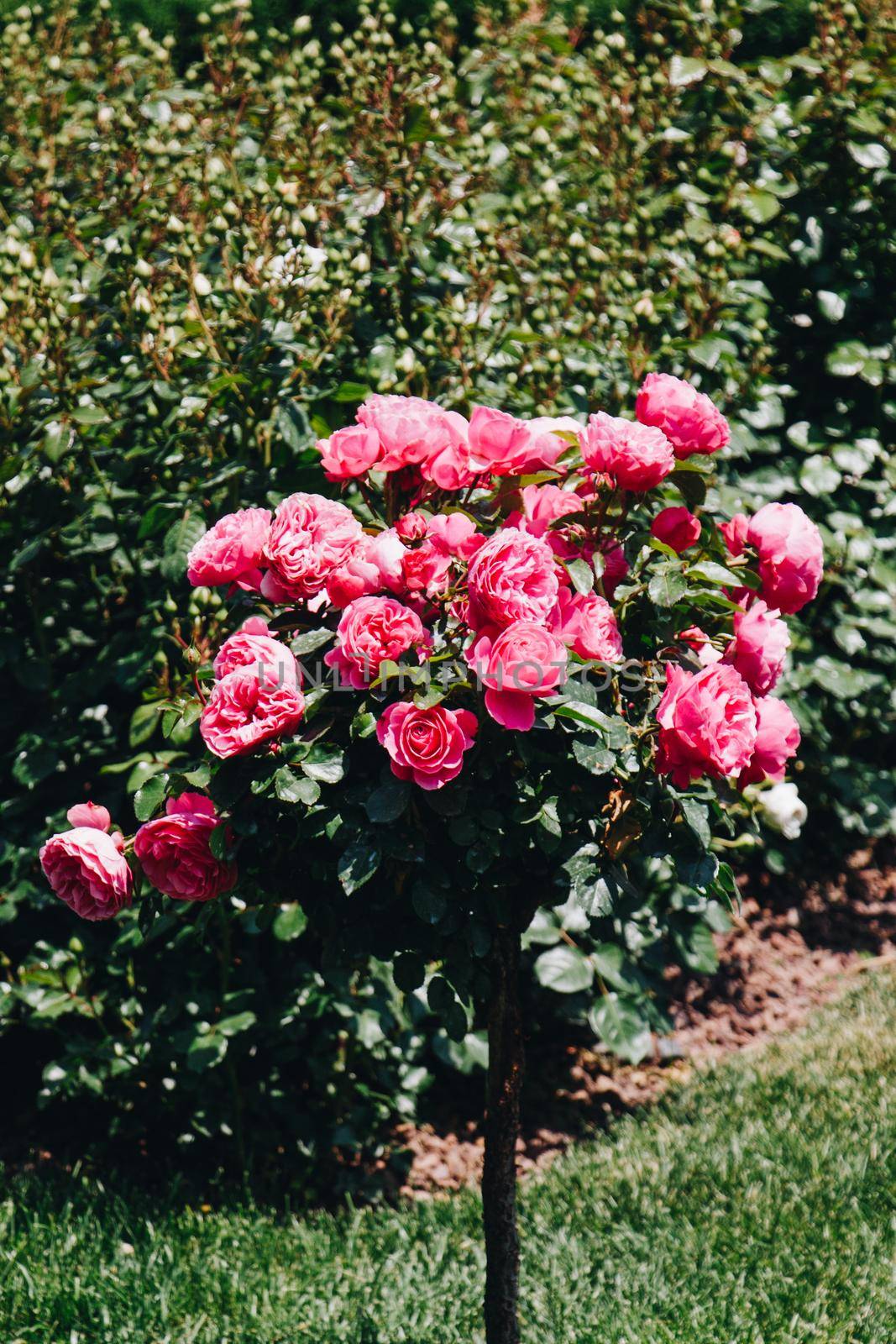 Rose tree with pink roses in a garden by berkay